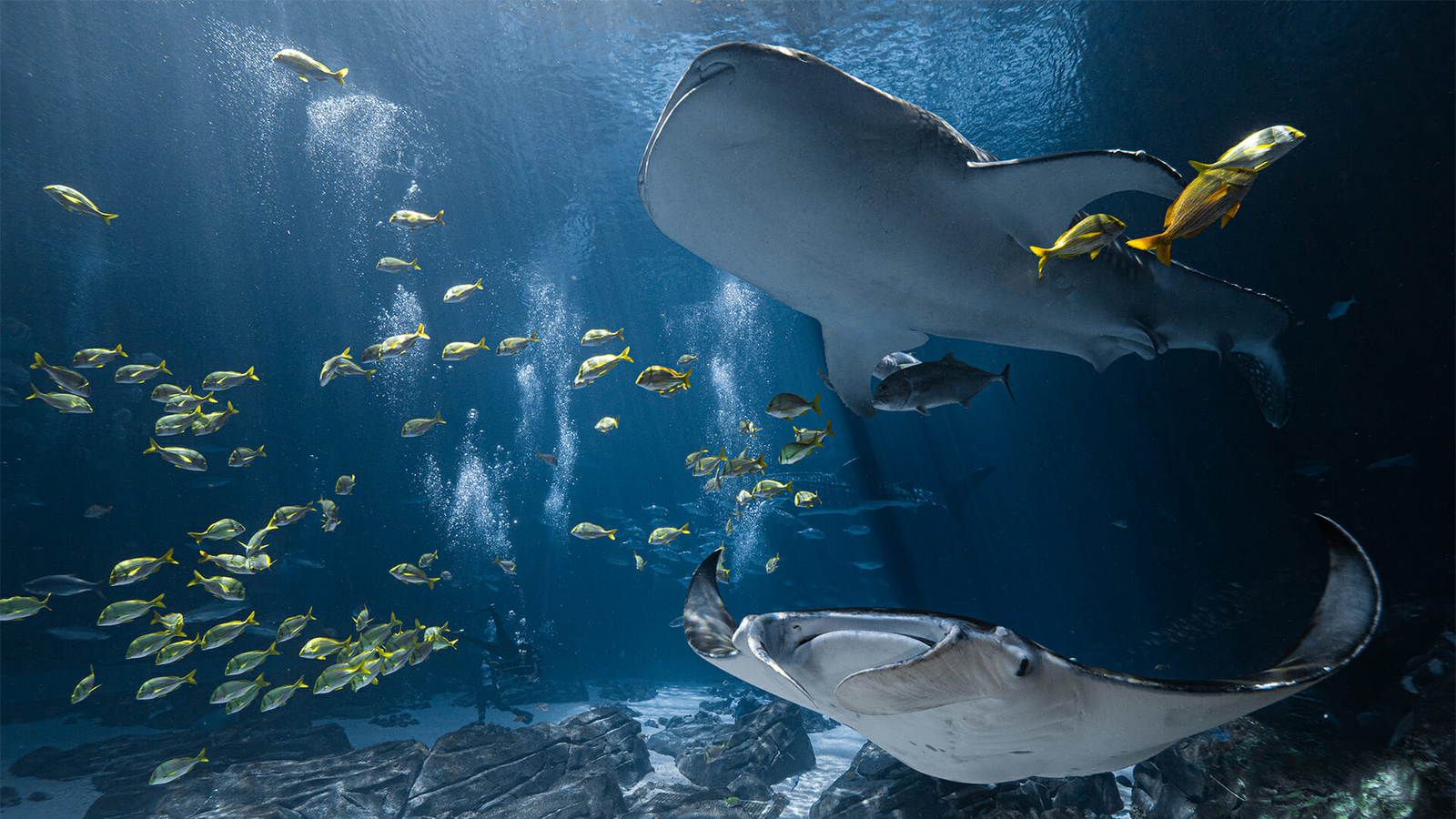 Manta Ray與黃魚群游水缸 壁紙