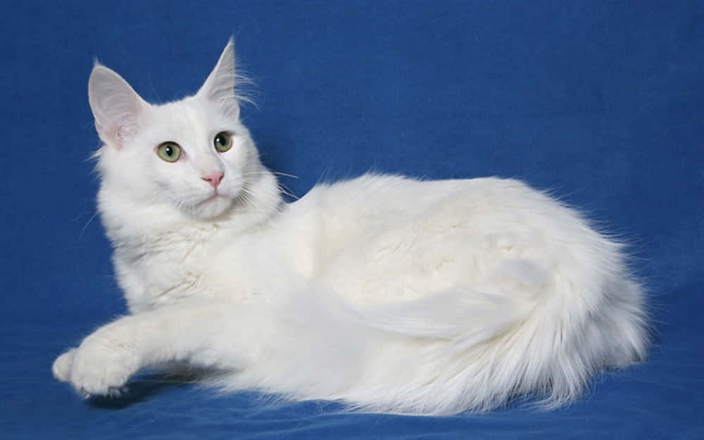 Turkish Angora 桌布 壁紙 — 一隻毛茸茸的白貓，綠色眼睛，優雅地靠著純藍色背景。