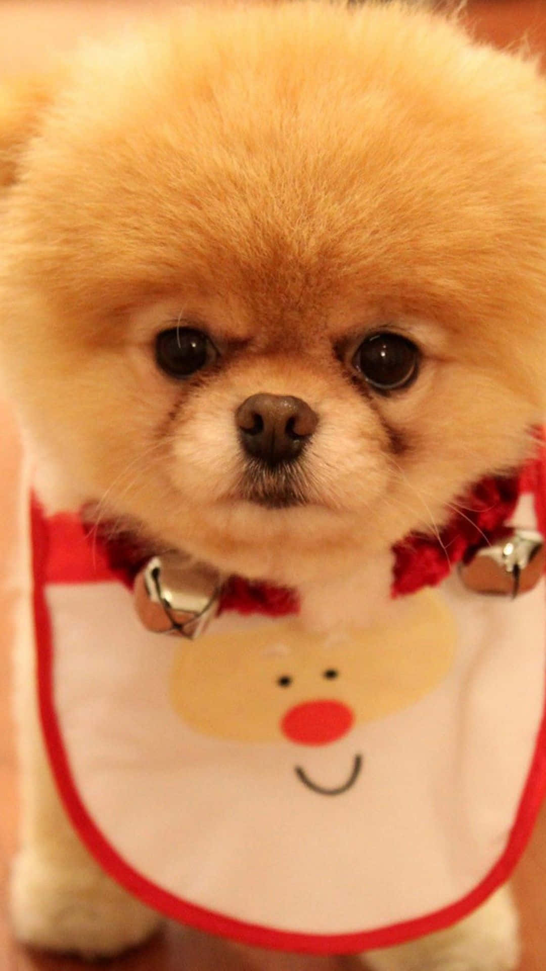 毛茸茸的淺棕色幼犬戴著聖誕圍兜和鈴鐺。 — 小狗 壁紙