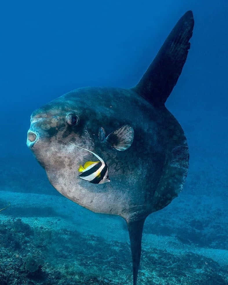 壁紙 — 一條巨大的深色翻車魚在水下游泳，一條小條紋魚緊貼著牠的臉頰，背景是藍色海洋。