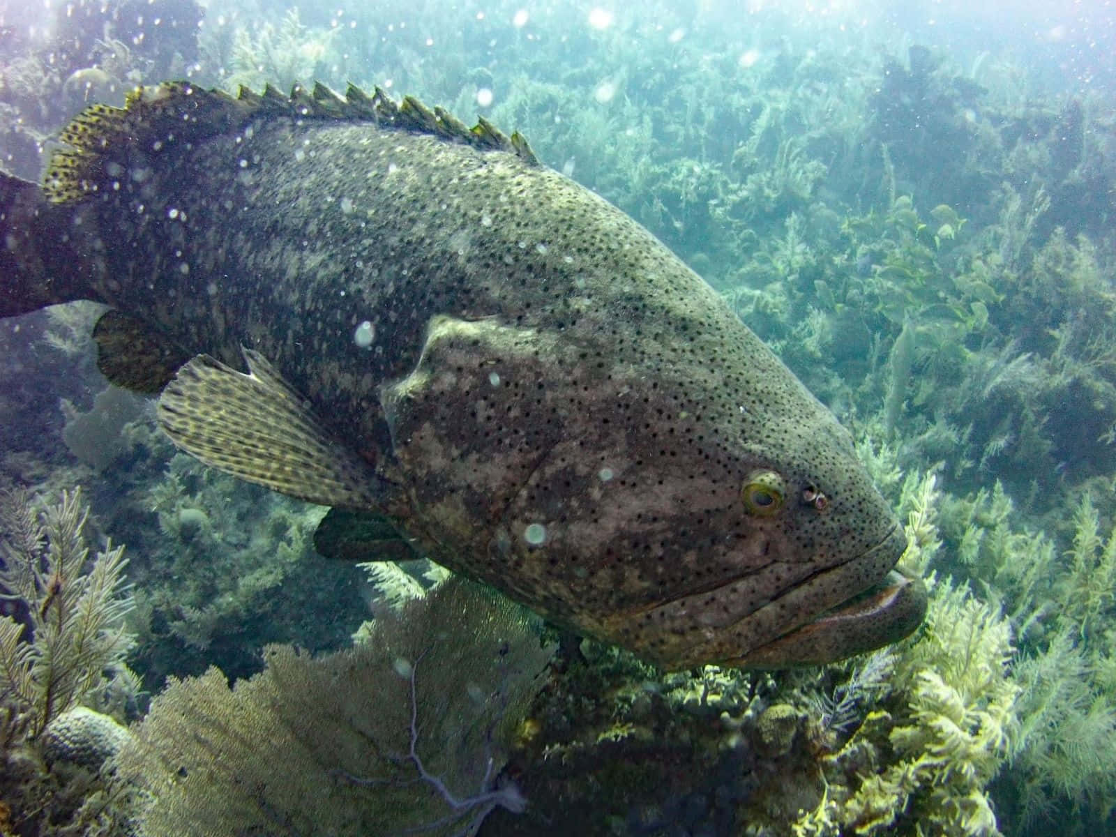  壁紙 — 一條巨大的斑點石斑魚在清澈的海水中，在充滿活力的綠色珊瑚和海草之間平靜地游動。