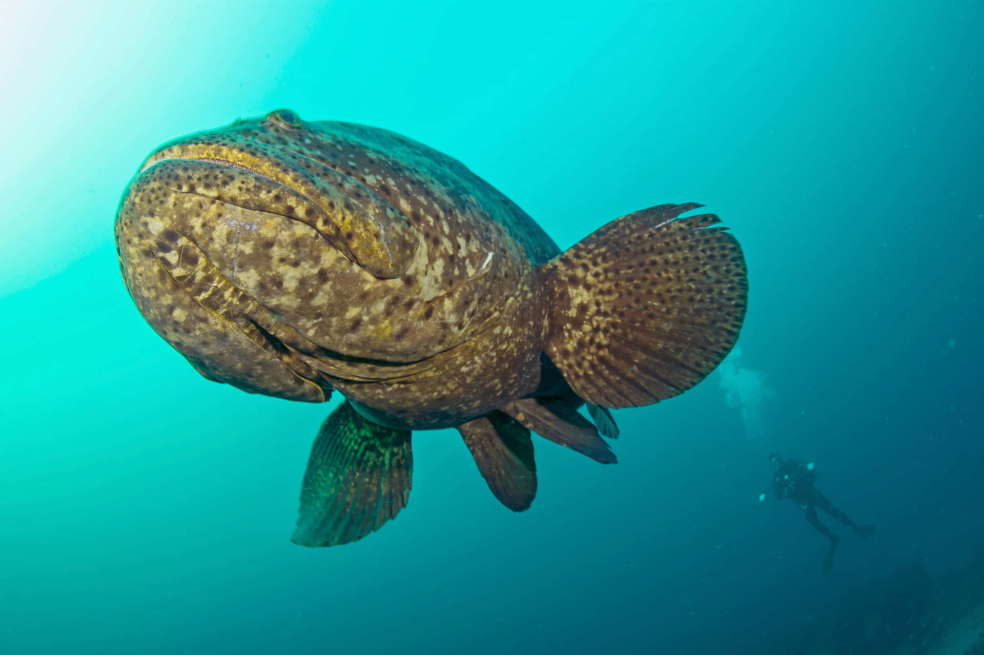  壁紙 — 一條巨大的斑點石斑魚在碧綠的海水中平靜地游動，背景中可見一名潛水員。