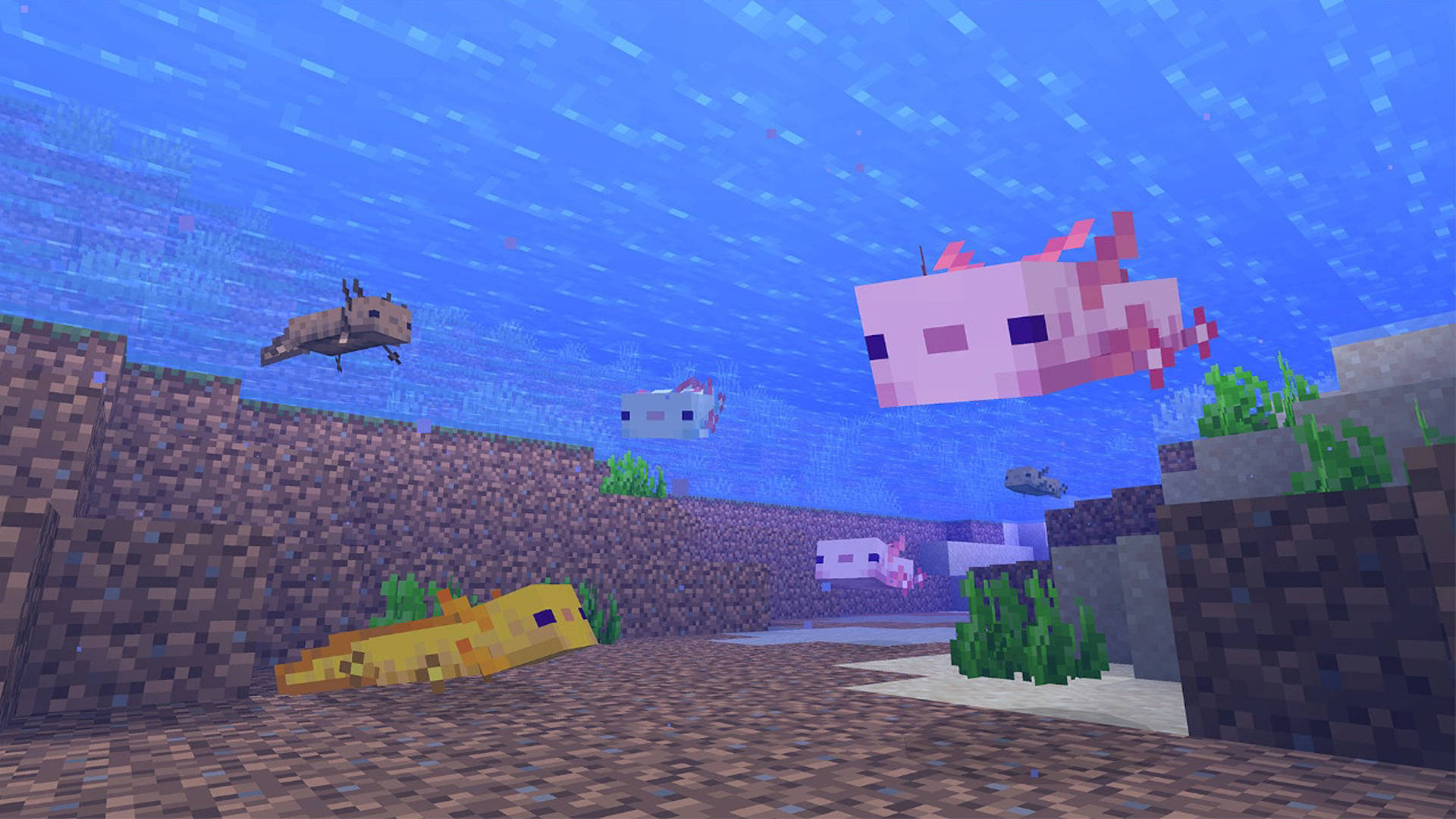 墨西哥鈍口螈 桌布 壁紙 — Minecraft 的像素化水下場景，色彩繽紛的魚在珊瑚和海床方塊附近游動。