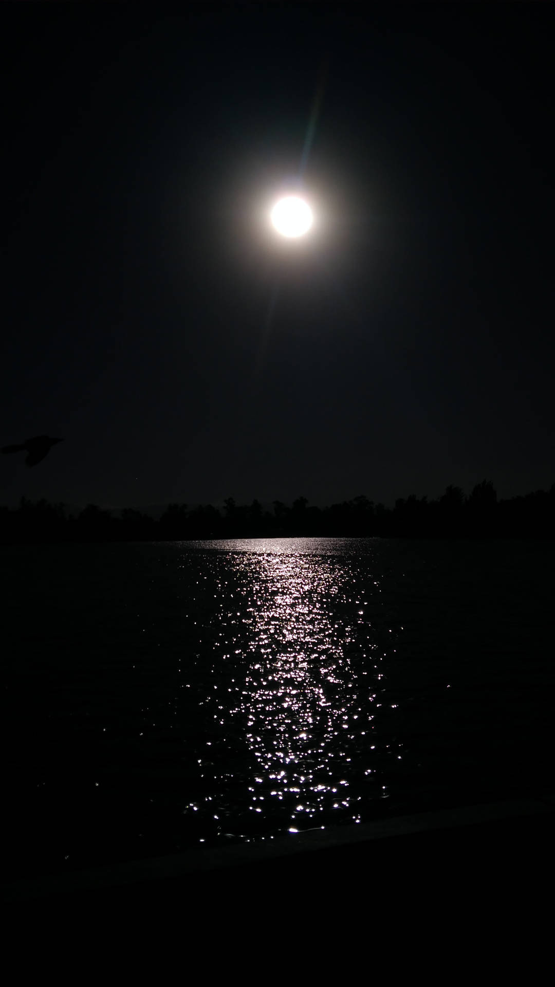 滿月映照在黑暗的湖面上，一隻鳥在夜間飛過頭頂。 — 夜空 壁紙