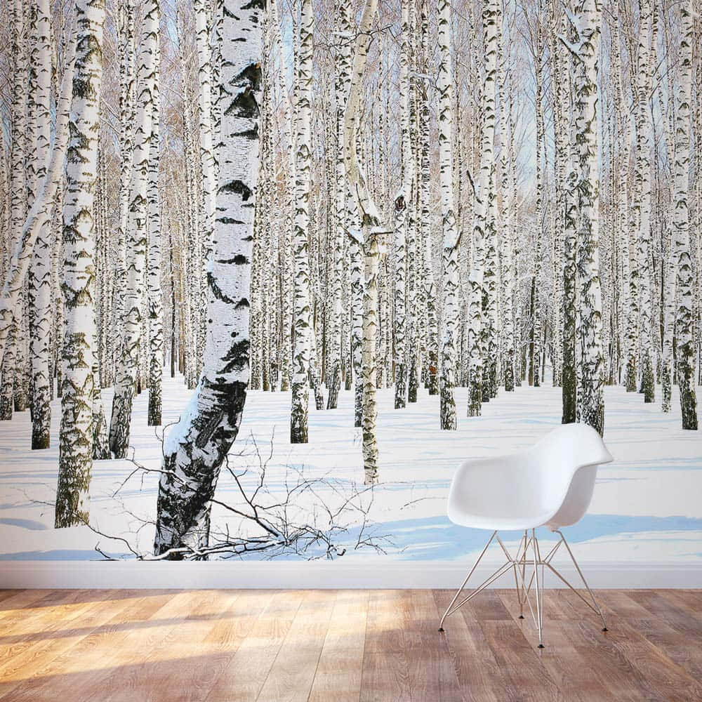  壁紙 — 一張現代白色椅子放在陽光普照的木房間內，前面是雪白樺林壁紙。
