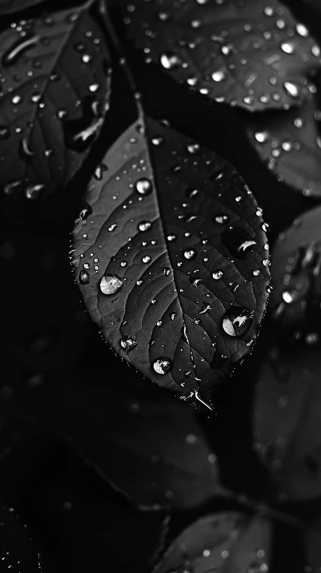  壁紙 — 淺景深下，暗色葉片上閃爍雨滴的單色特寫。