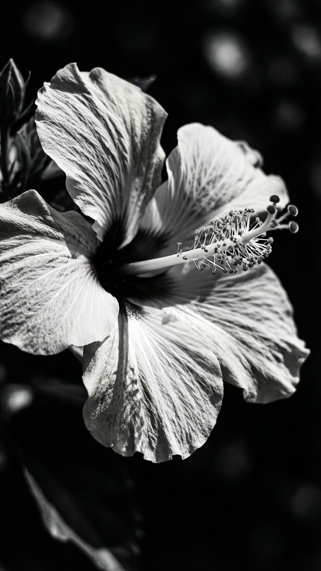Monochrome Hibiscus 壁紙 — 一朵單色近攝的芙蓉花，花瓣細膩，雄蕊細節清晰，背景暗黑模糊。