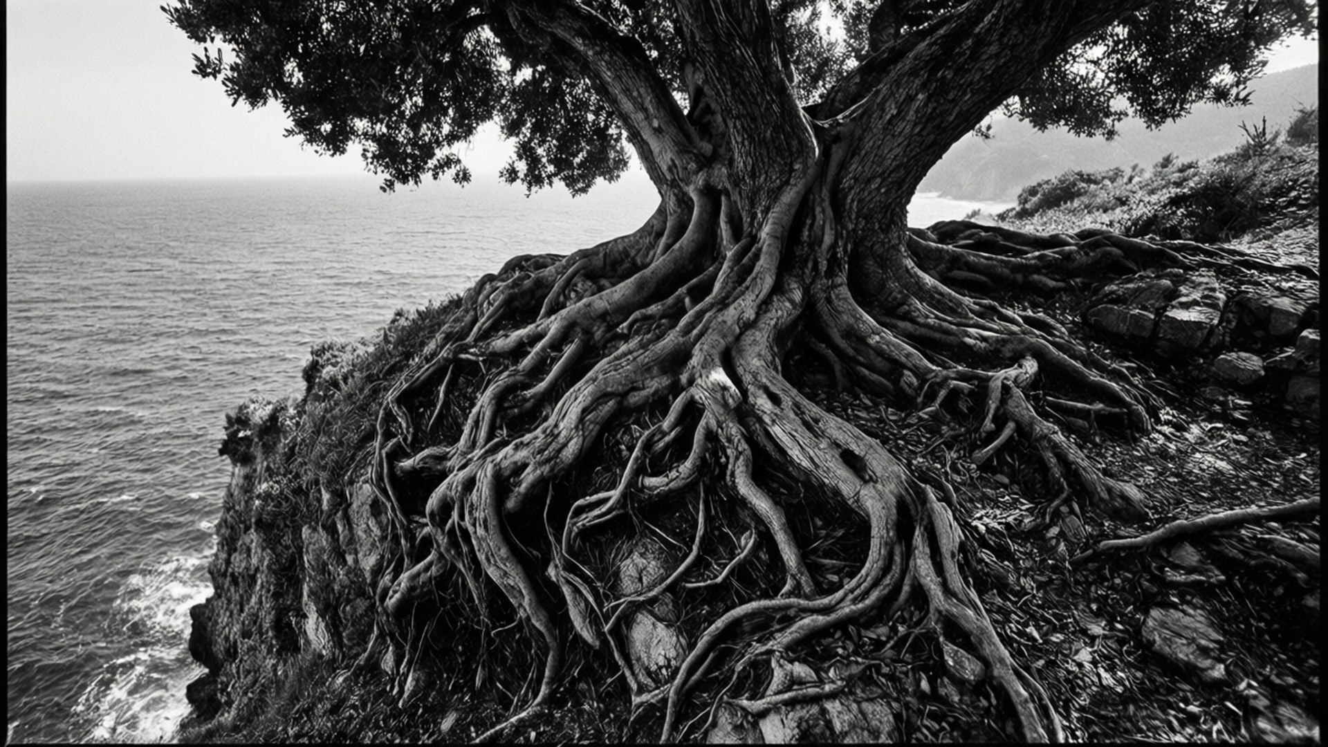 Roots on the Cliff 壁紙 — 一棵巨大樹木的單色照片，樹根蔓延，緊抓著俯瞰海洋的岩石懸崖。