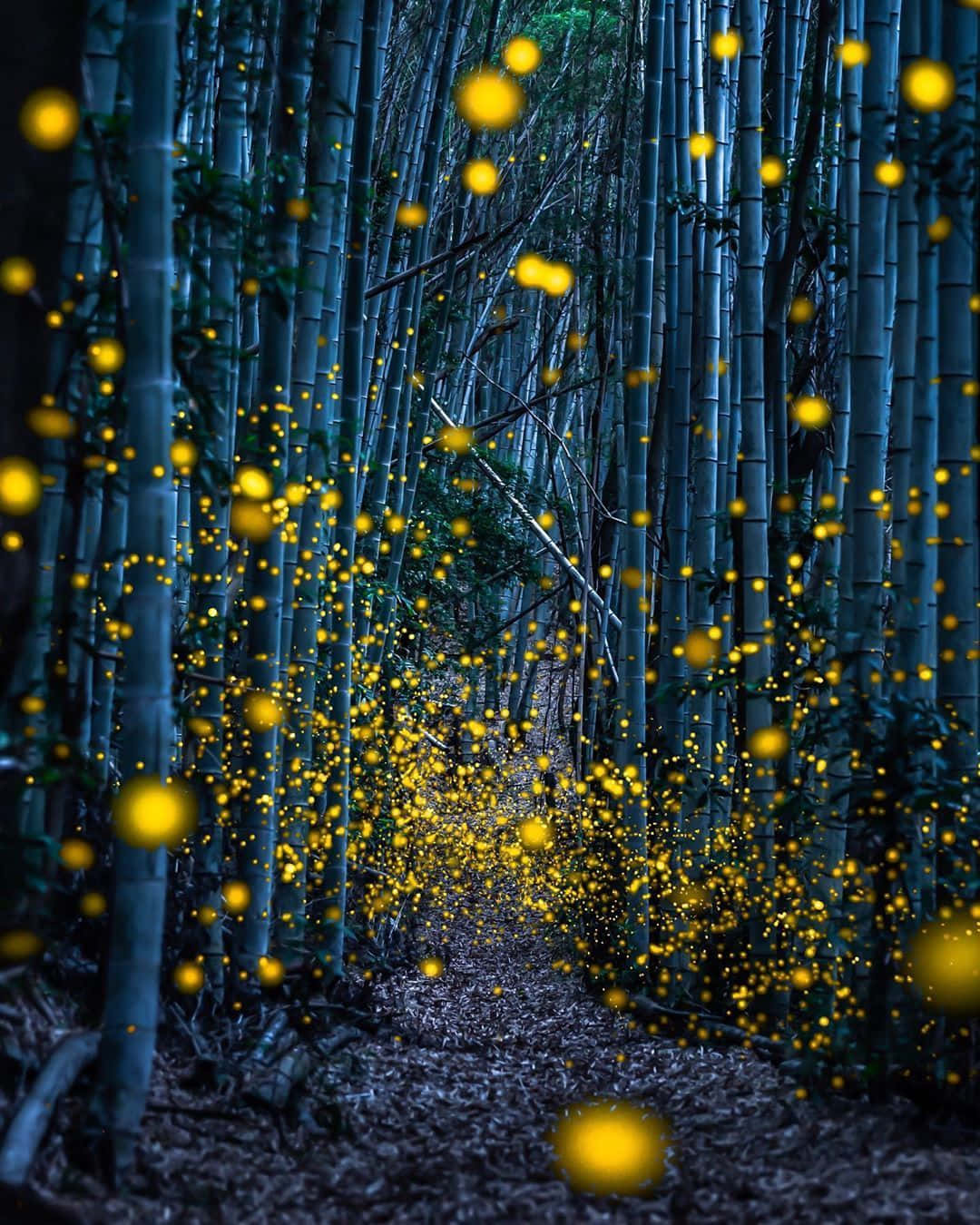  壁紙 — 神秘的竹林夜景，由發光的黃色螢火蟲沿著蜿蜒小徑舞動照亮。