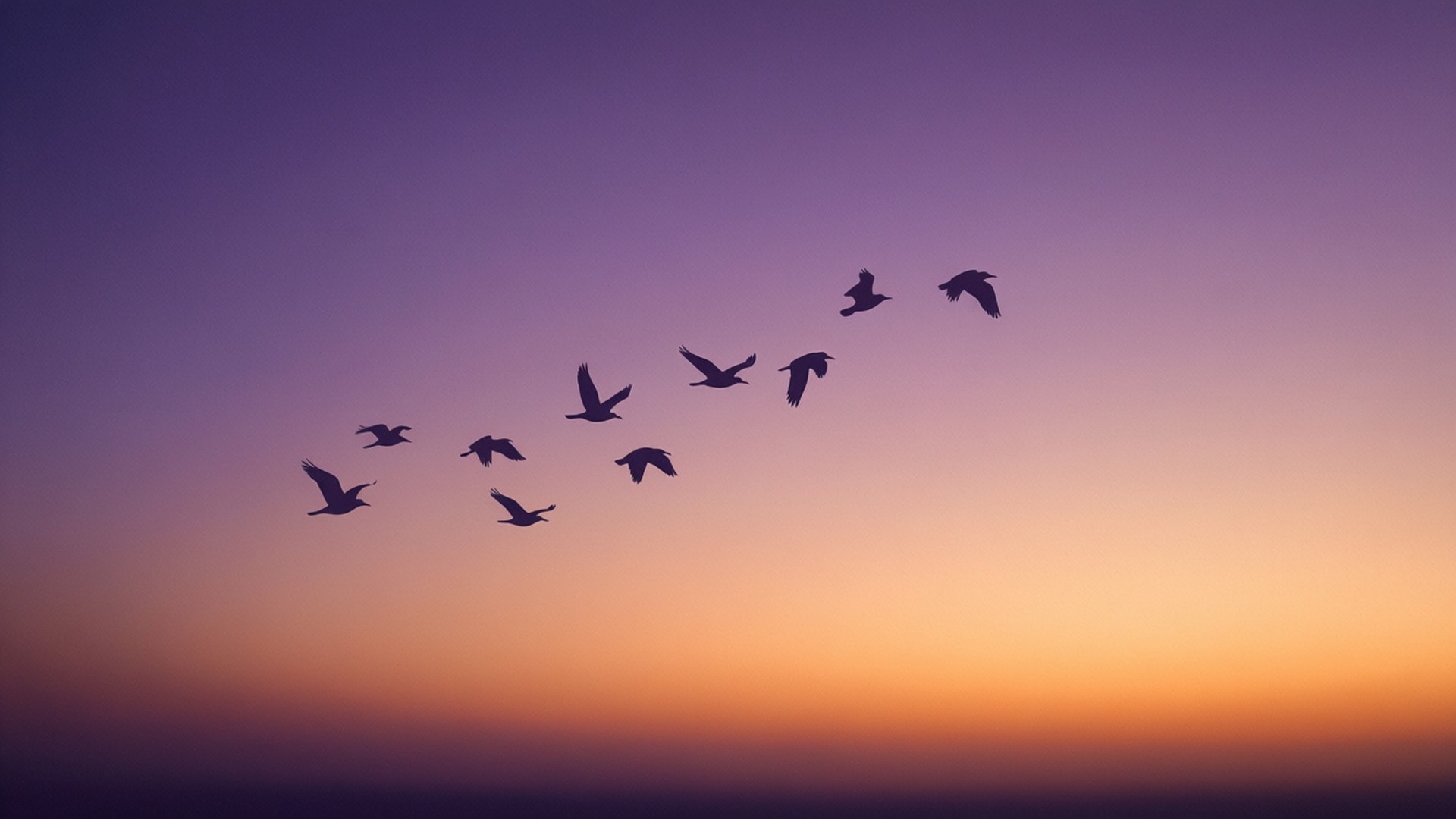 Violet Birds Silhouette 壁紙 — 鳥的剪影以V字形飛過漸變的天空，從深紫色過渡到日落時的暖橙色。