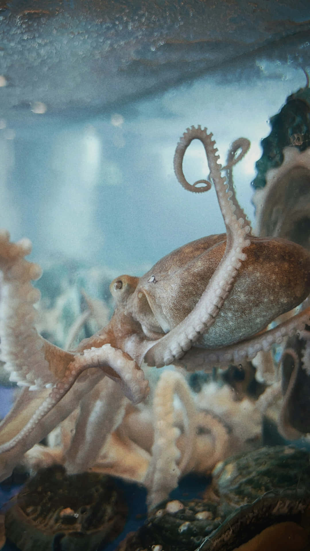  壁紙 — 一隻章魚在一個裝滿岩石和柔和藍色水的透明水族箱中優雅地捲曲其觸手。