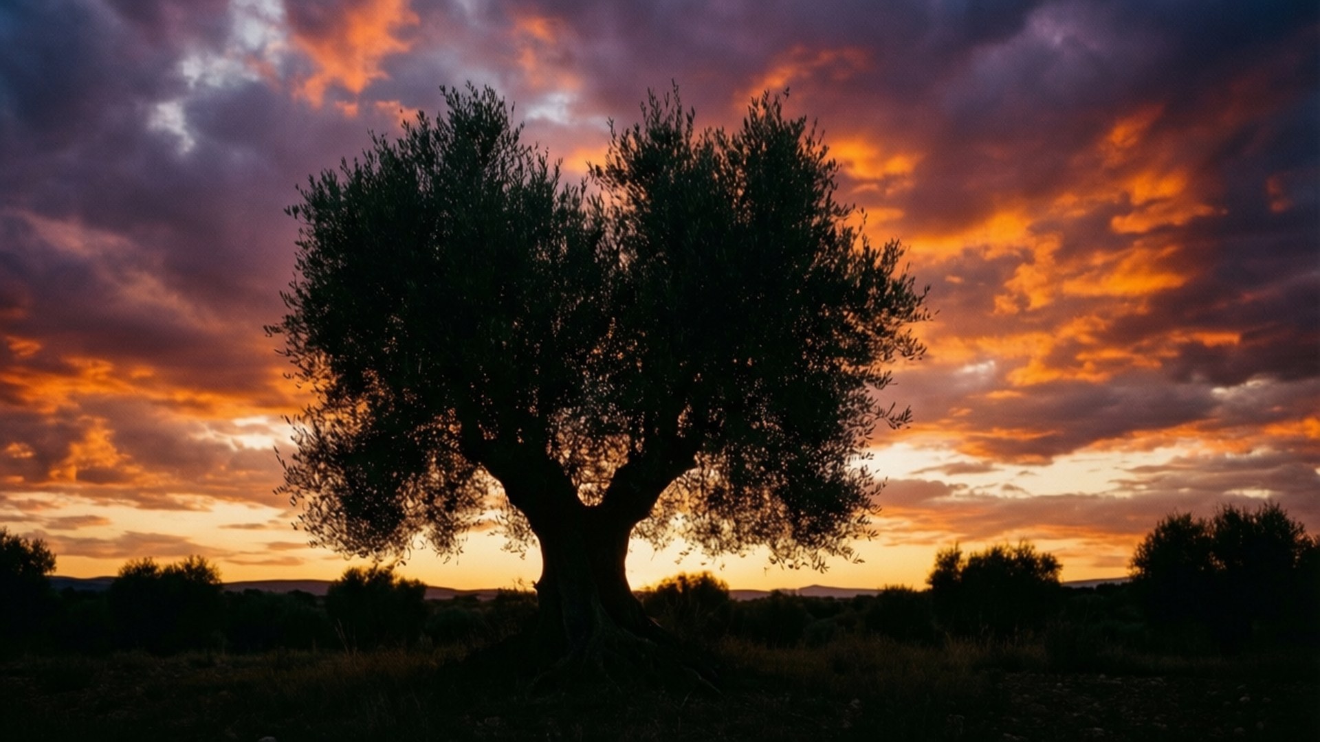 Silhouette at Dusk 壁紙 — 一棵孤獨的橄欖樹在橙、紫、金色雲彩的熾熱日落天空下形成剪影。