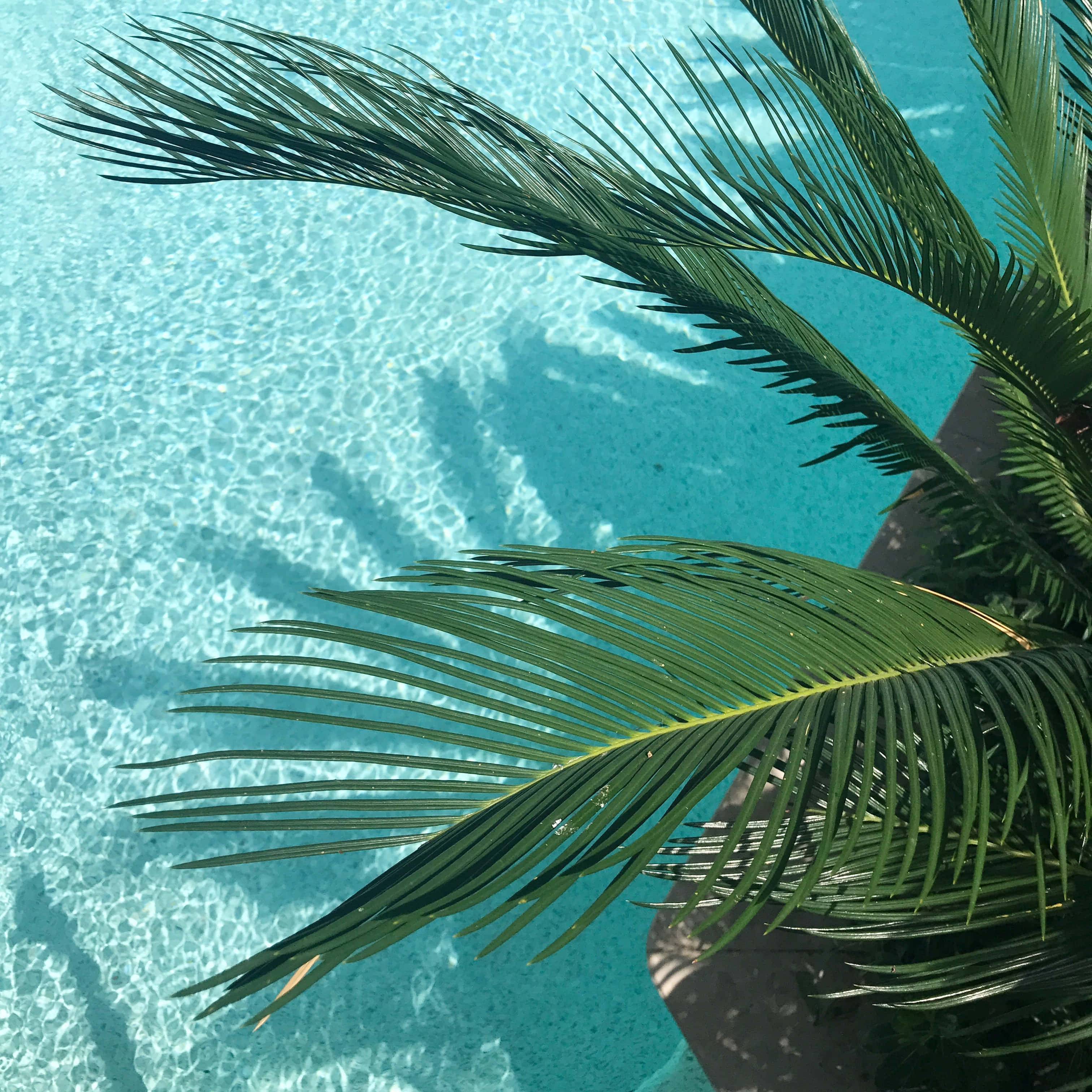 熱帶 桌布 壁紙 — Overhead view of vibrant turquoise pool water rippling beneath lush green palm fronds casting dappled shadows.