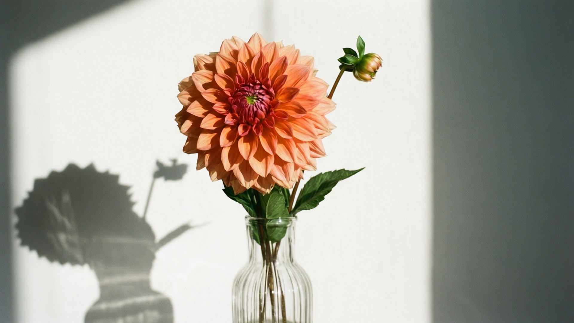 Dahlia 桌布 壁紙 — 一朵鮮豔的蜜桃色大麗花在透明玻璃花瓶中盛開，在柔和陽光照耀的白牆上投下清晰的影子。