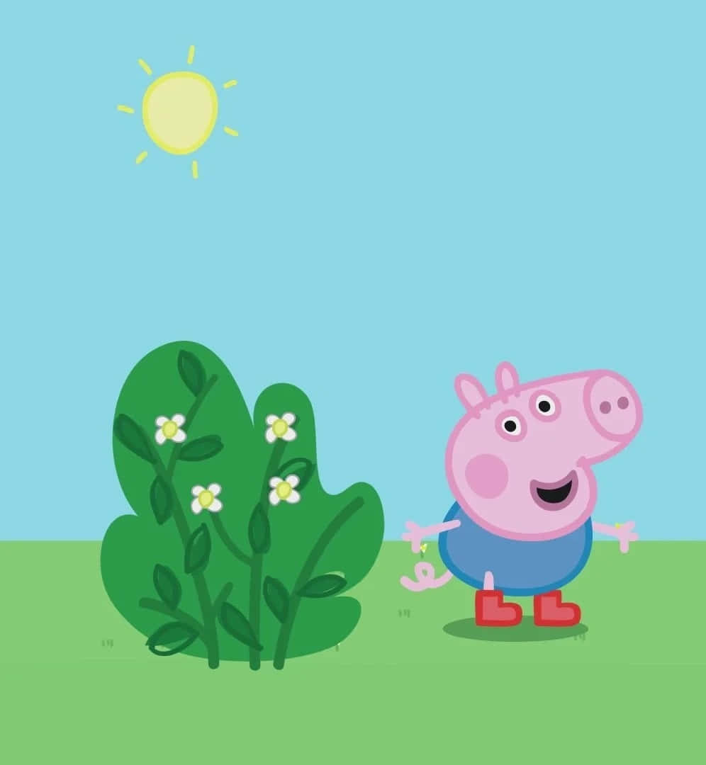 George Pig 桌布 壁紙 — Peppa Pig 在晴朗的藍天下，站在一個有白色花朵的綠色灌木旁邊的陽光田野裡，開心地站著。