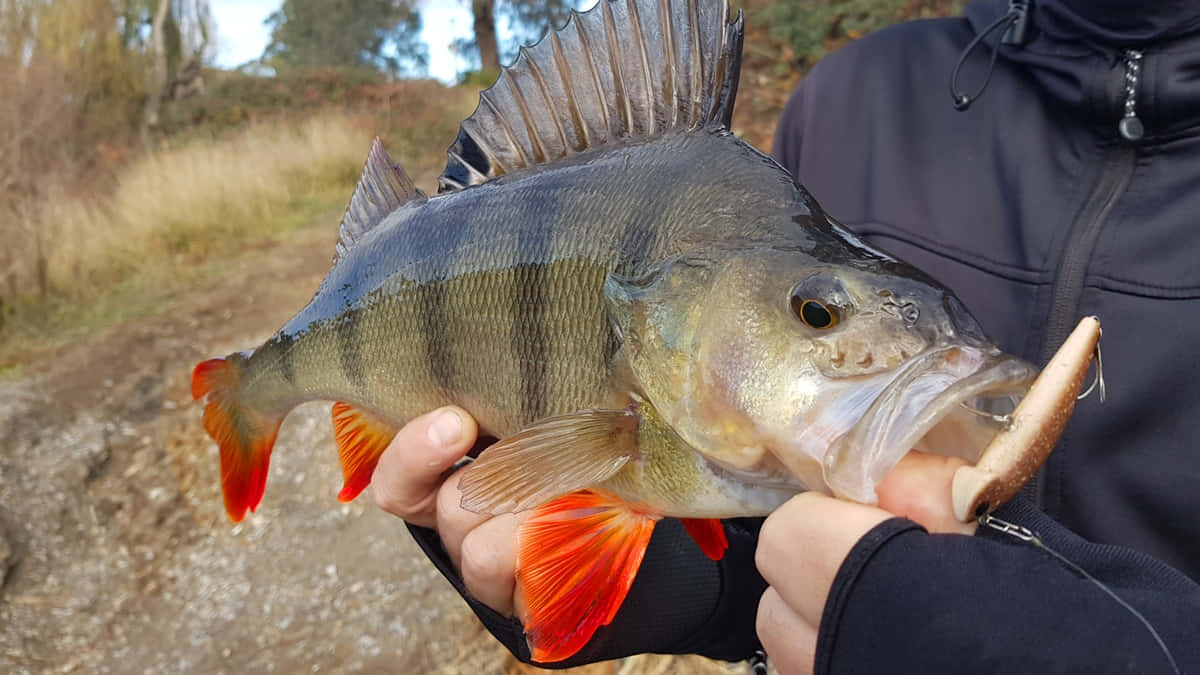  壁紙 — 一個人拿著一條剛捕獲的鱸魚，魚鰭呈鮮橙色，背景是模糊的秋季戶外景色。