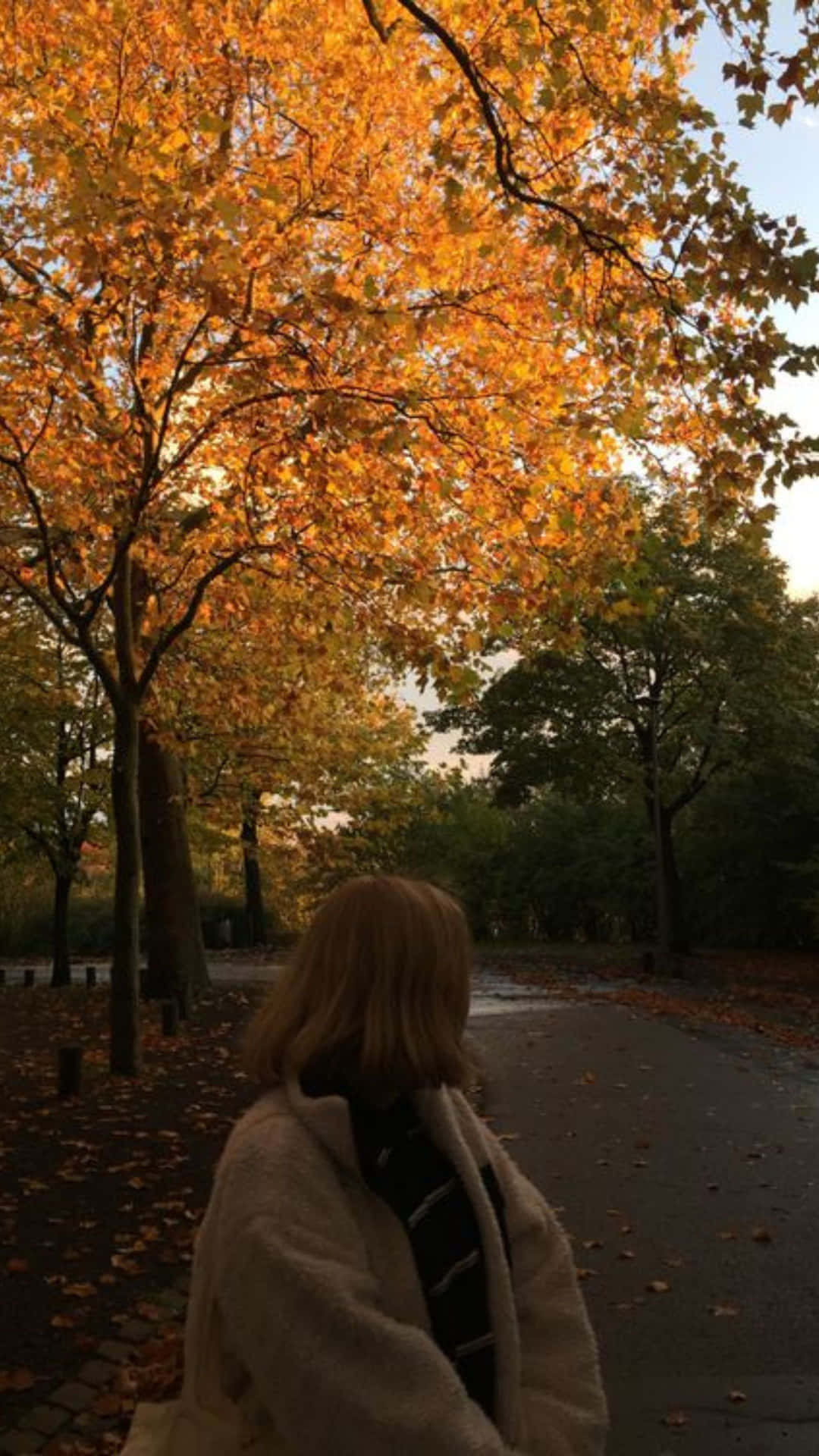  壁紙 — 一名身穿米色外套的人，在寧靜的公園小徑上，走在充滿活力的橙色秋葉樹冠下。