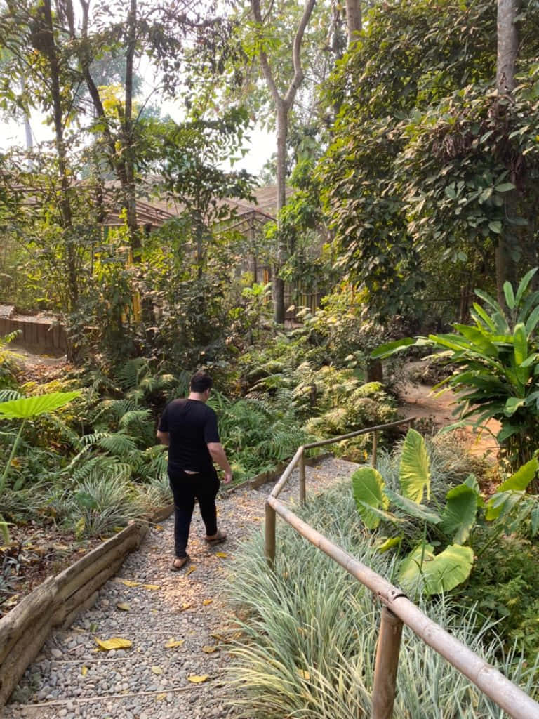  壁紙 — 一個人沿著碎石路穿過一個綠意盎然的熱帶花園，花園有竹欄杆和茂密的樹葉。