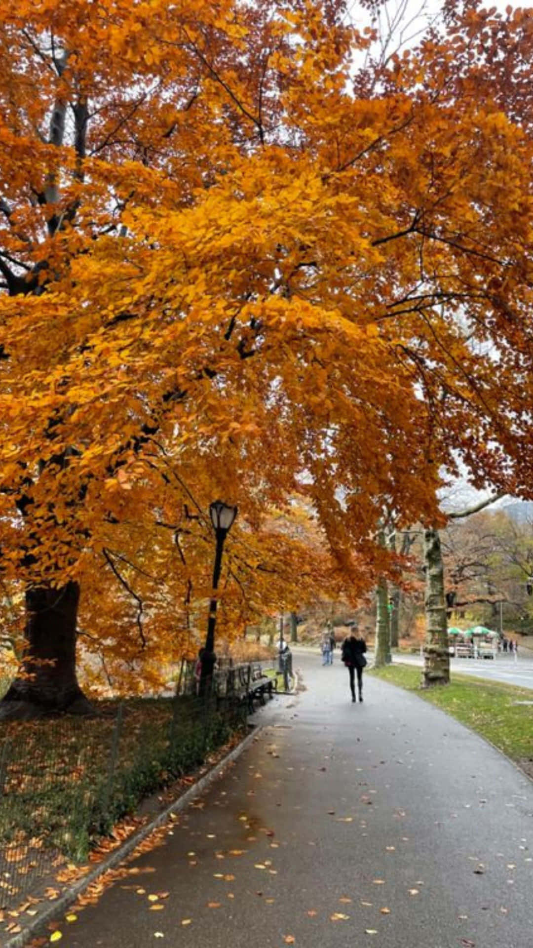  壁紙 — 一個人在潮濕的公園小徑上，走在充滿活力的橙色秋葉樹冠下。