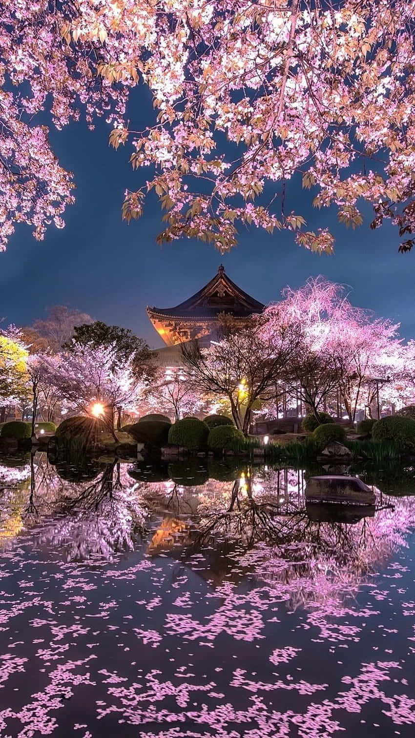  壁紙 — 粉紅色的櫻花在頭頂盛開，漂浮在倒映著傳統日本寺廟的水面上，夜色中。