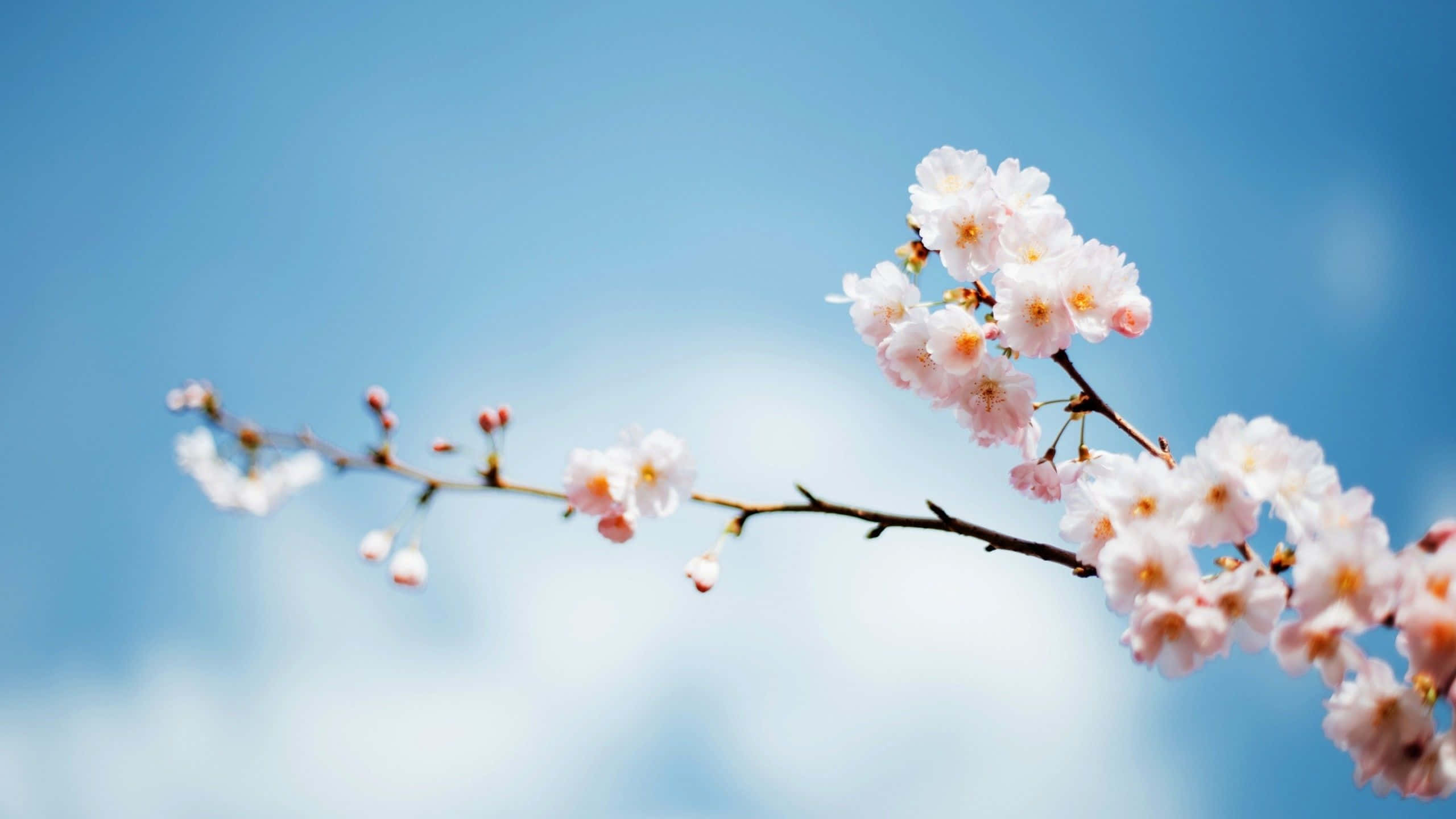 Spring Sky 桌布 壁紙 — 一束粉紅色的櫻花在柔和的藍天和 fluffy 白雲中綻放。