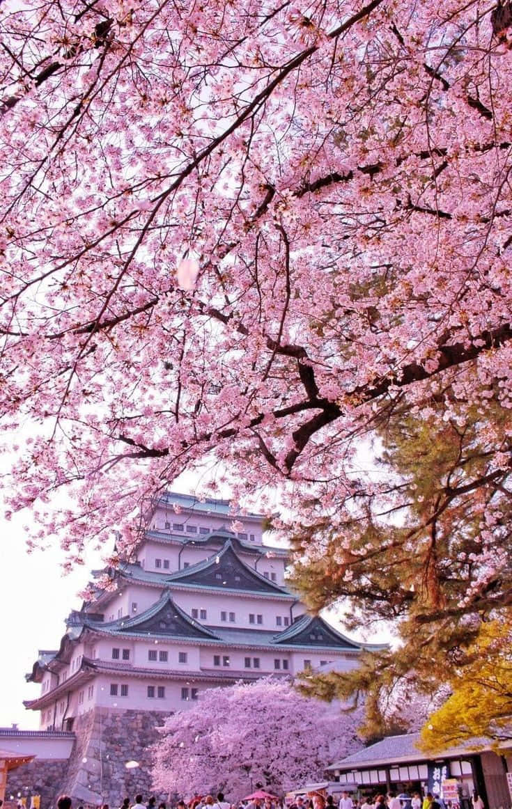  壁紙 — 粉紅色的櫻花在柔和日光下如瀑布般覆蓋著傳統日本城堡。