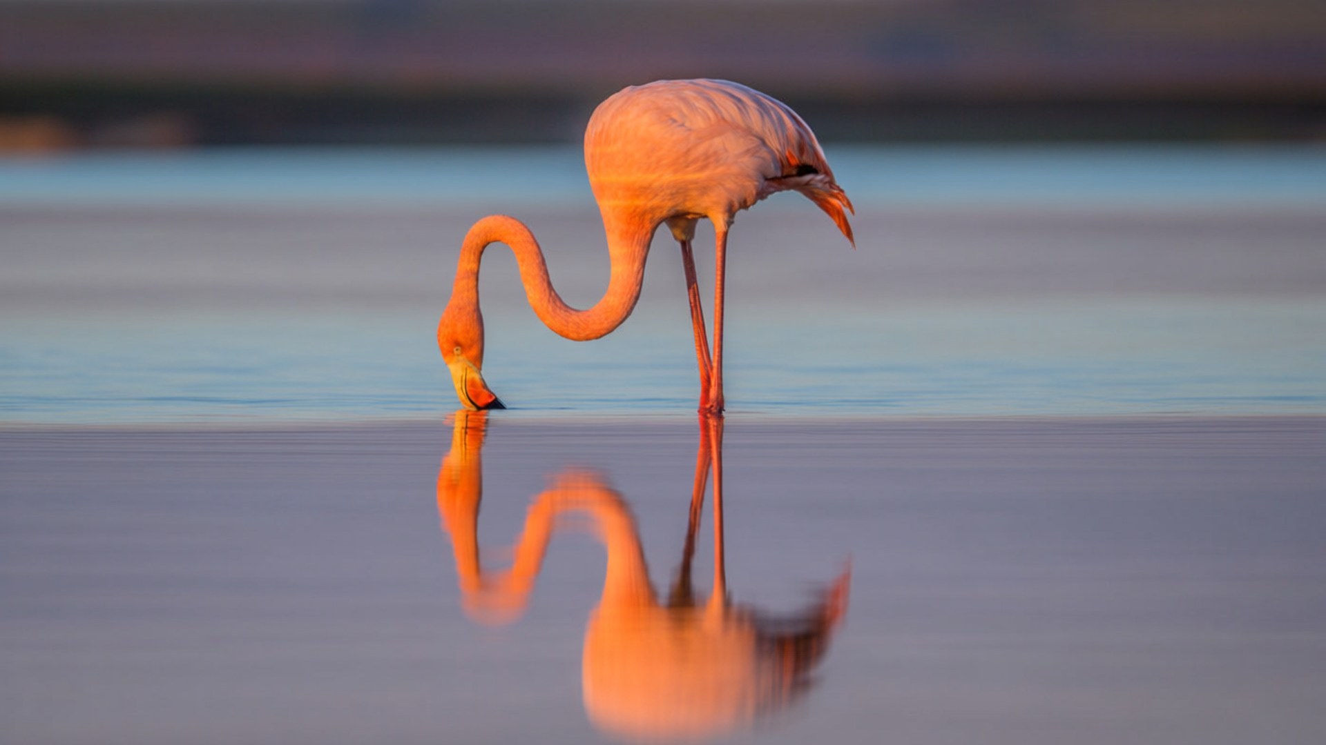 Flamingo Drinking Reflection 壁紙 — 一隻粉紅色的火鶴優雅地彎腰從平靜的水中飲水，其倒影完美地映照在下方。