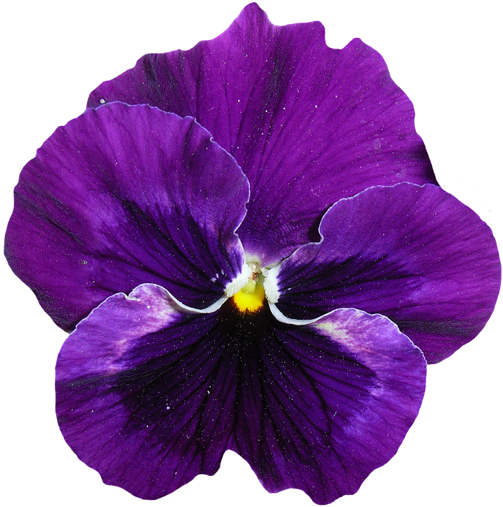鮮豔紫色三色紫花.PNG 壁紙
