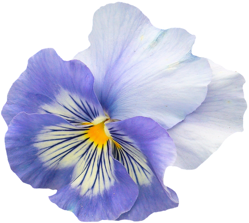 繽紛三色堇花朵特寫.PNG 壁紙