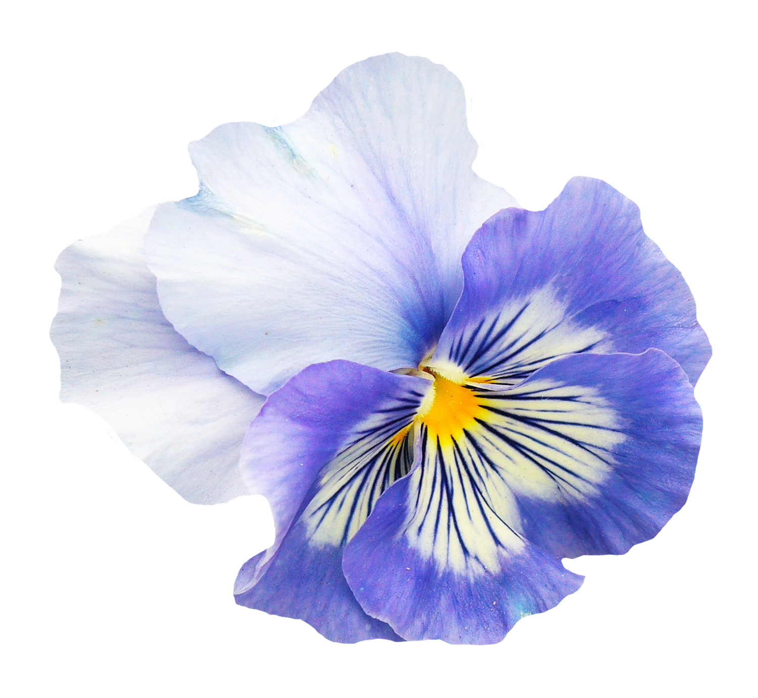 鮮豔藍色三色堇花.PNG 壁紙