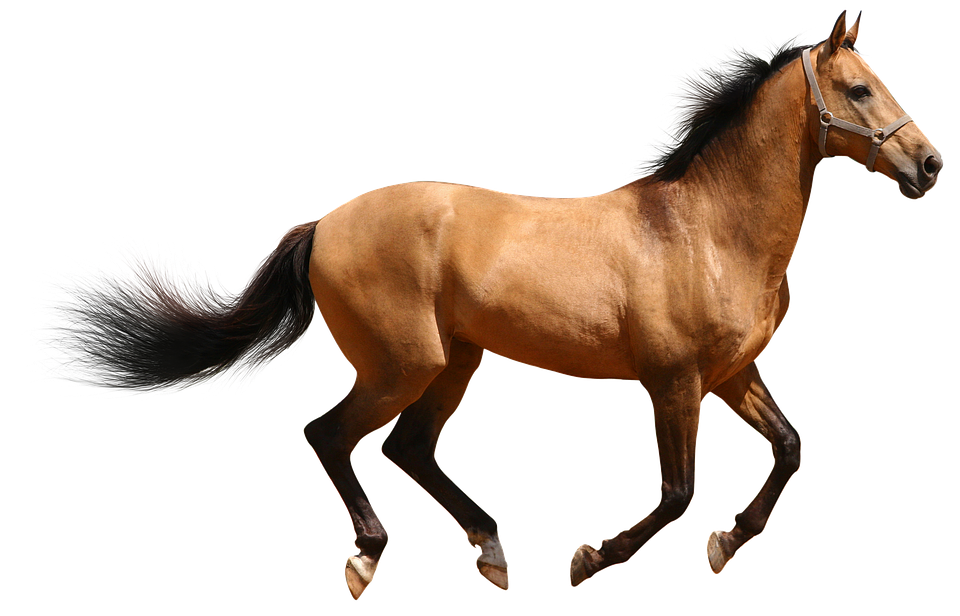 奔馳的棕色馬匹透明背景.PNG 壁紙