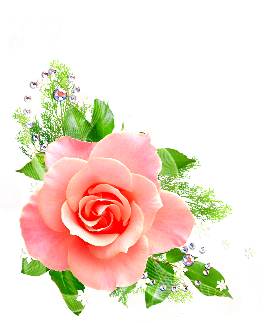 優雅粉紅玫瑰花卉設計.PNG 壁紙