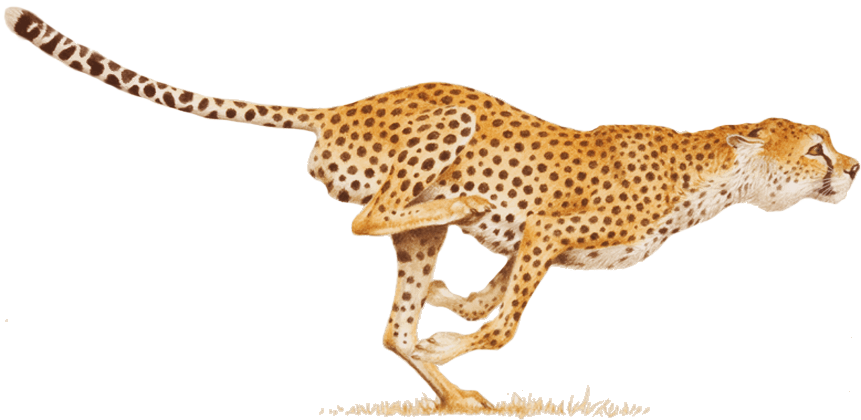 獵豹奔馳瞬間.PNG 壁紙