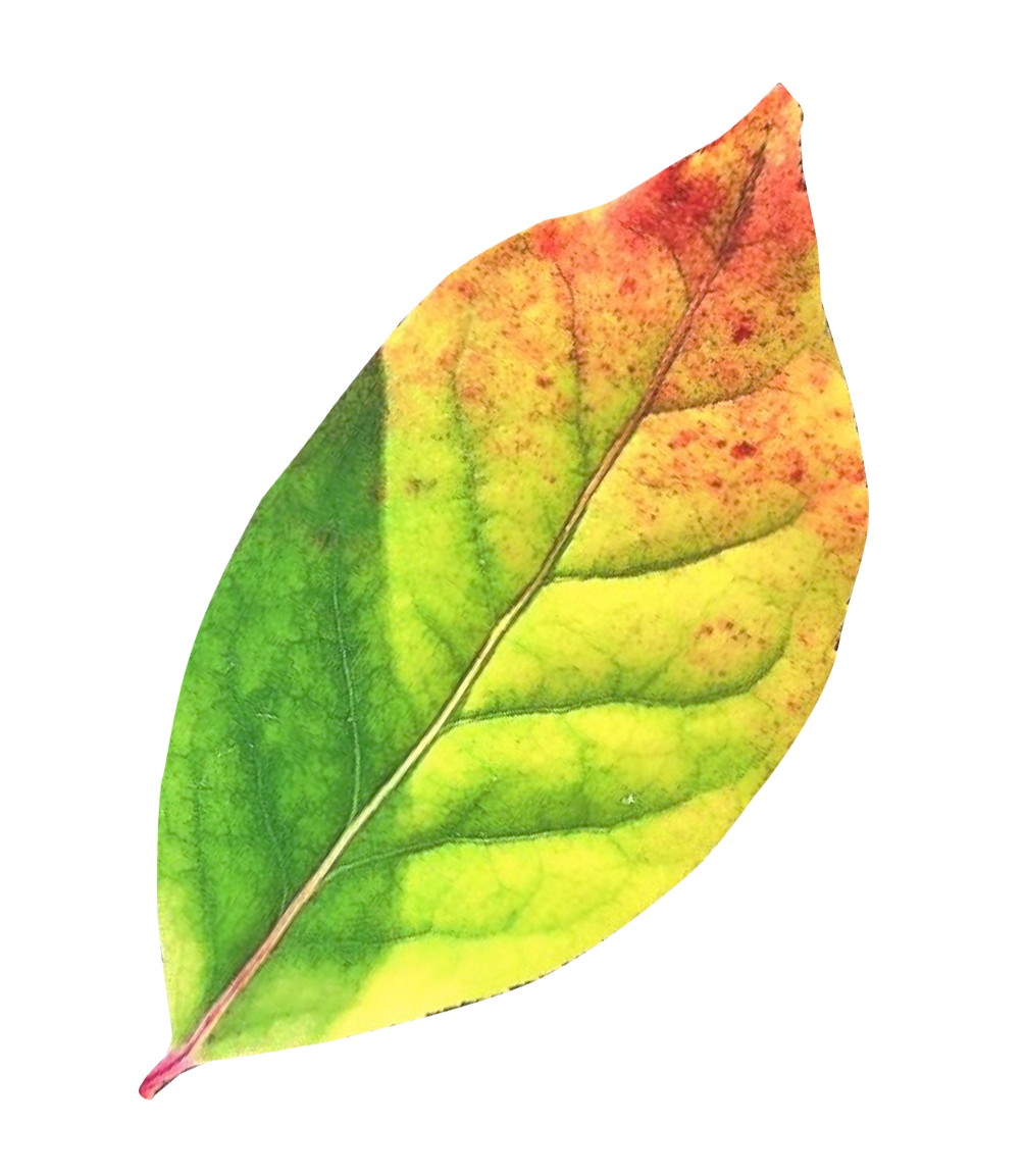 秋季轉換落葉.PNG 壁紙