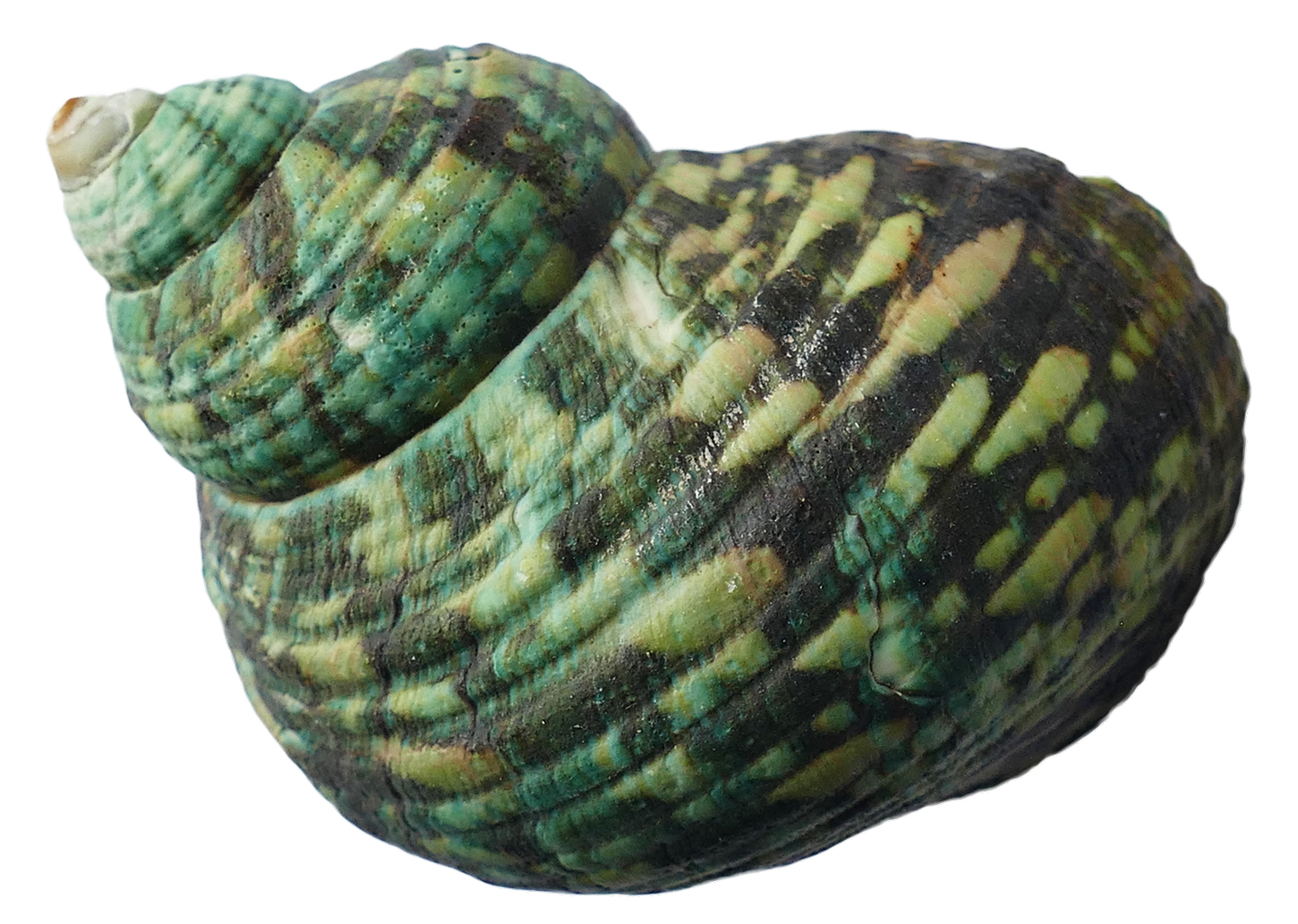 綠色條紋海貝殼.PNG 壁紙