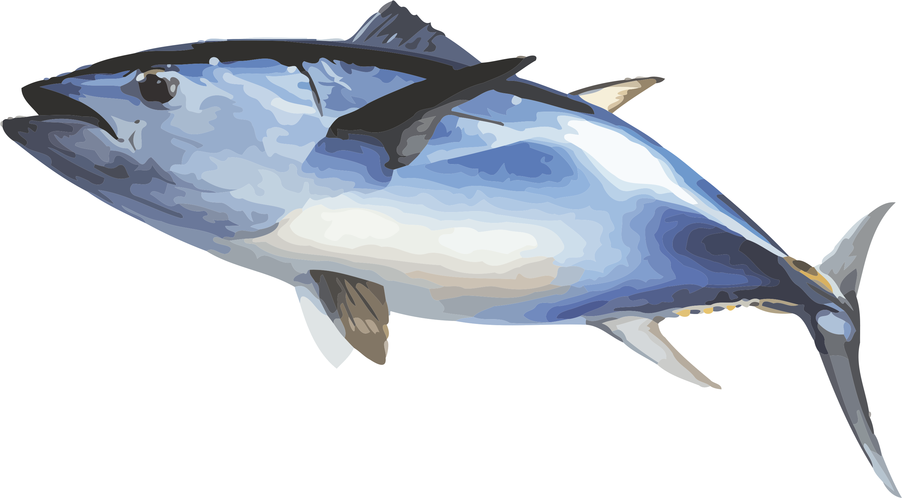 藍鰭鮪魚插圖.PNG 壁紙