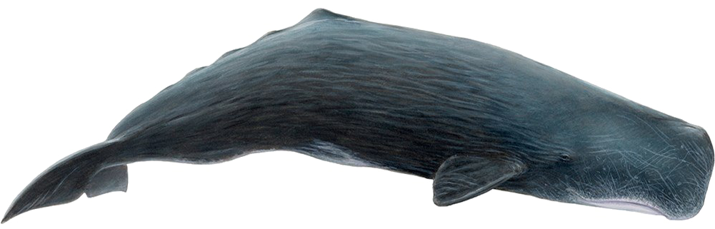 抹香鯨側面.PNG 壁紙