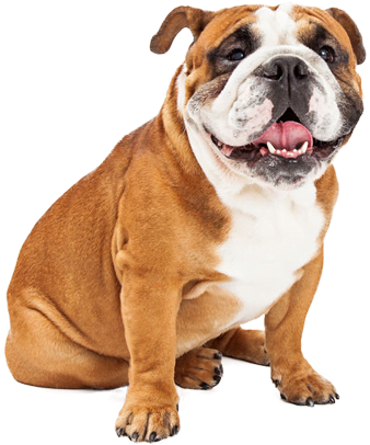 快樂鬥牛犬坐著透明背景.PNG 壁紙