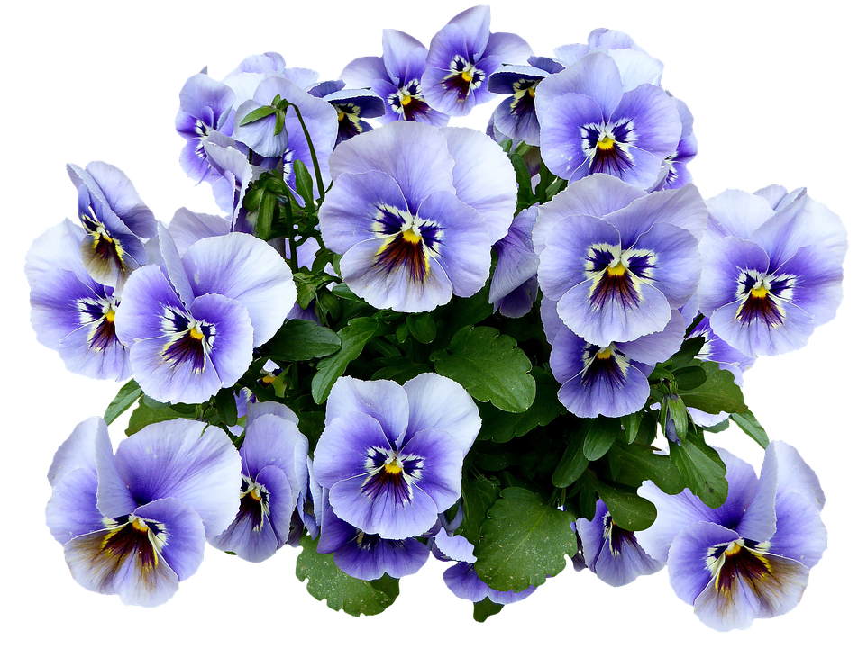 繽紛三色堇花束.PNG 壁紙