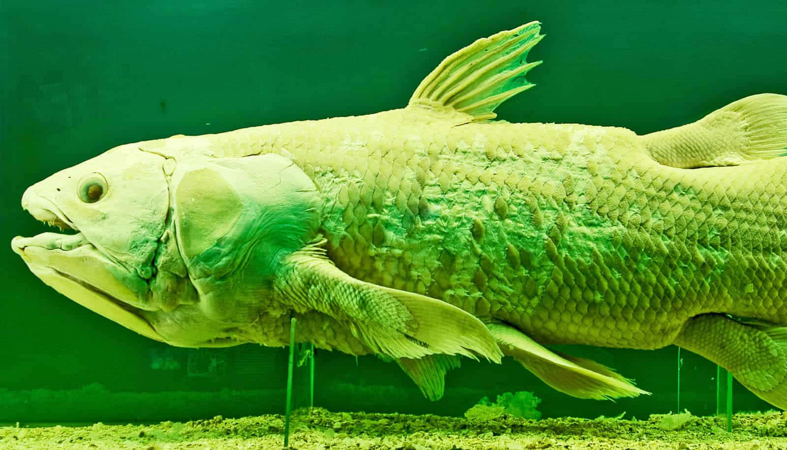  壁紙 — 一個保存完好的古代魚類標本，帶有詳細的鱗片和鰭，在博物館環境中以綠色燈光展示。