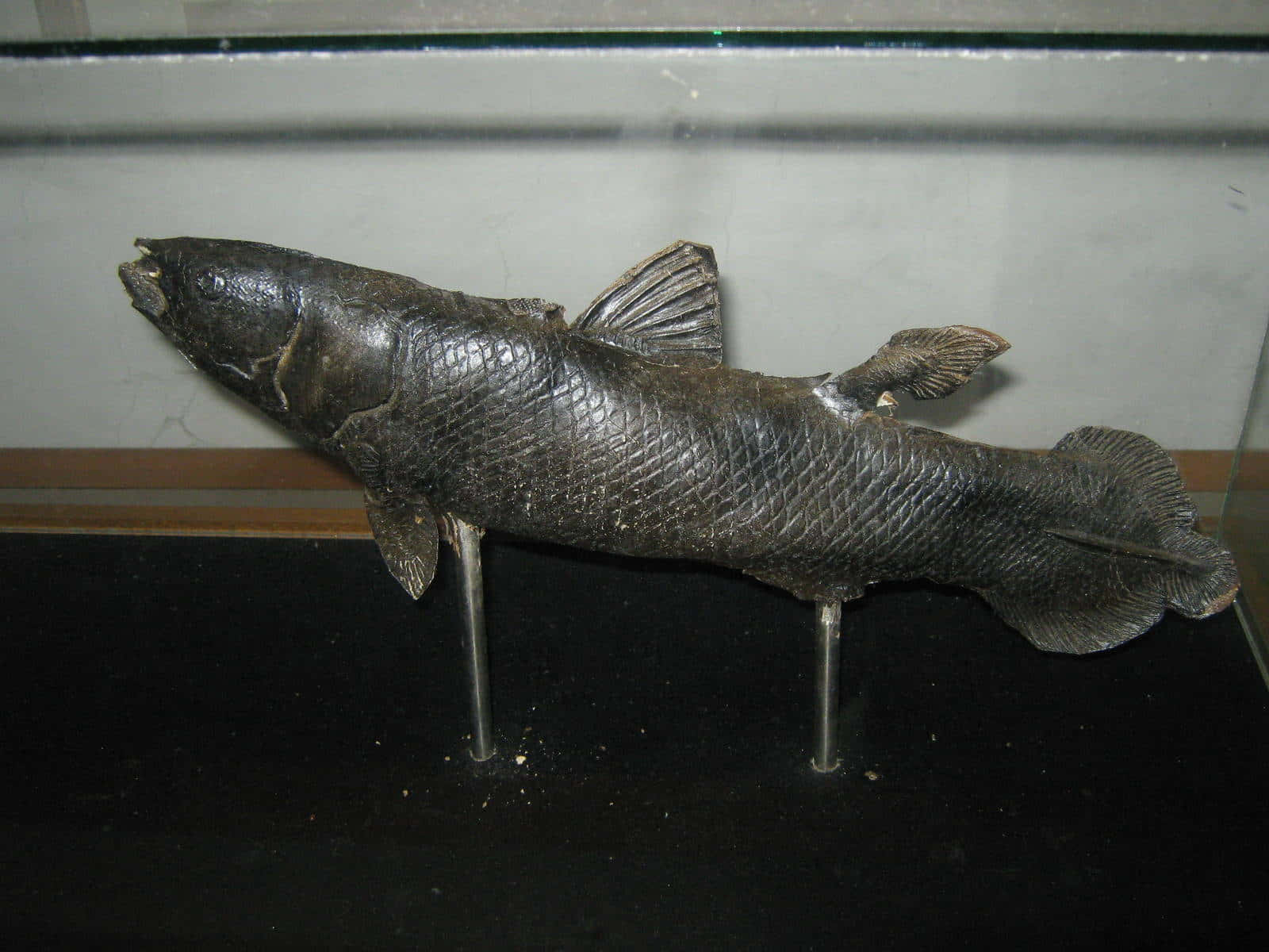  壁紙 — 一個保存完好的古代魚類標本，帶有紋理鱗片和魚鰭，展示在玻璃箱內的金屬桿上。