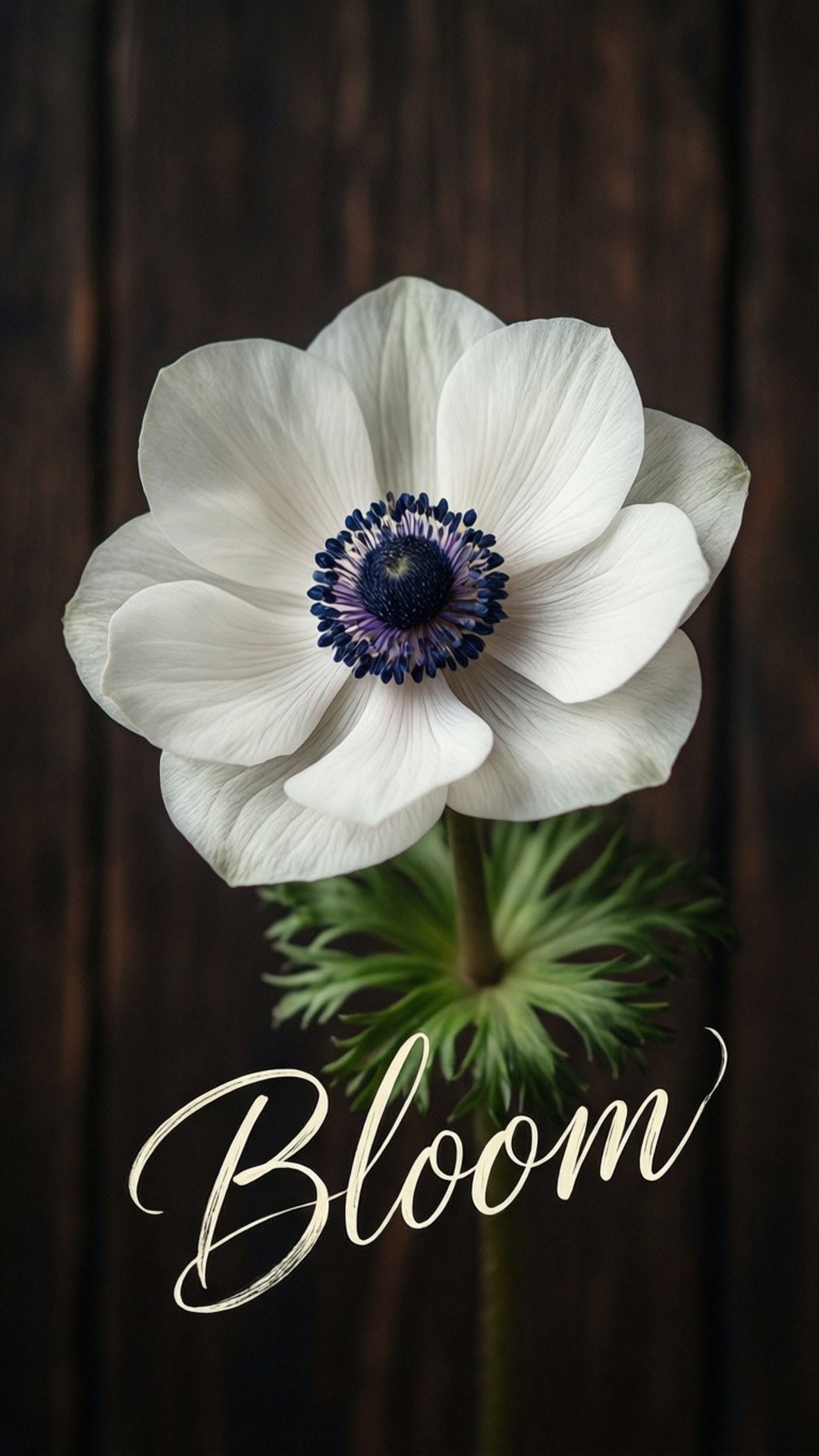 Bloom Quote Anemone 壁紙 — 一朵純白銀蓮花，帶有深藍色花心，在深色木質背景上綻放，下方書寫著 bloom 字樣。