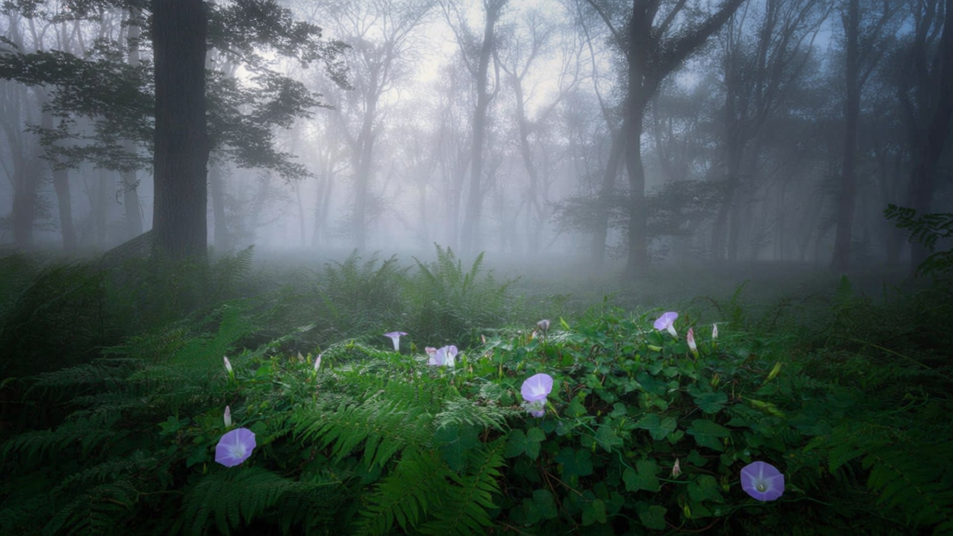 Misty Forest Morning Glory 壁紙 — 紫色牽牛花在茂密的蕨類植物中盛開，周圍是霧氣瀰漫的森林，高大的樹木逐漸消失在霧中。