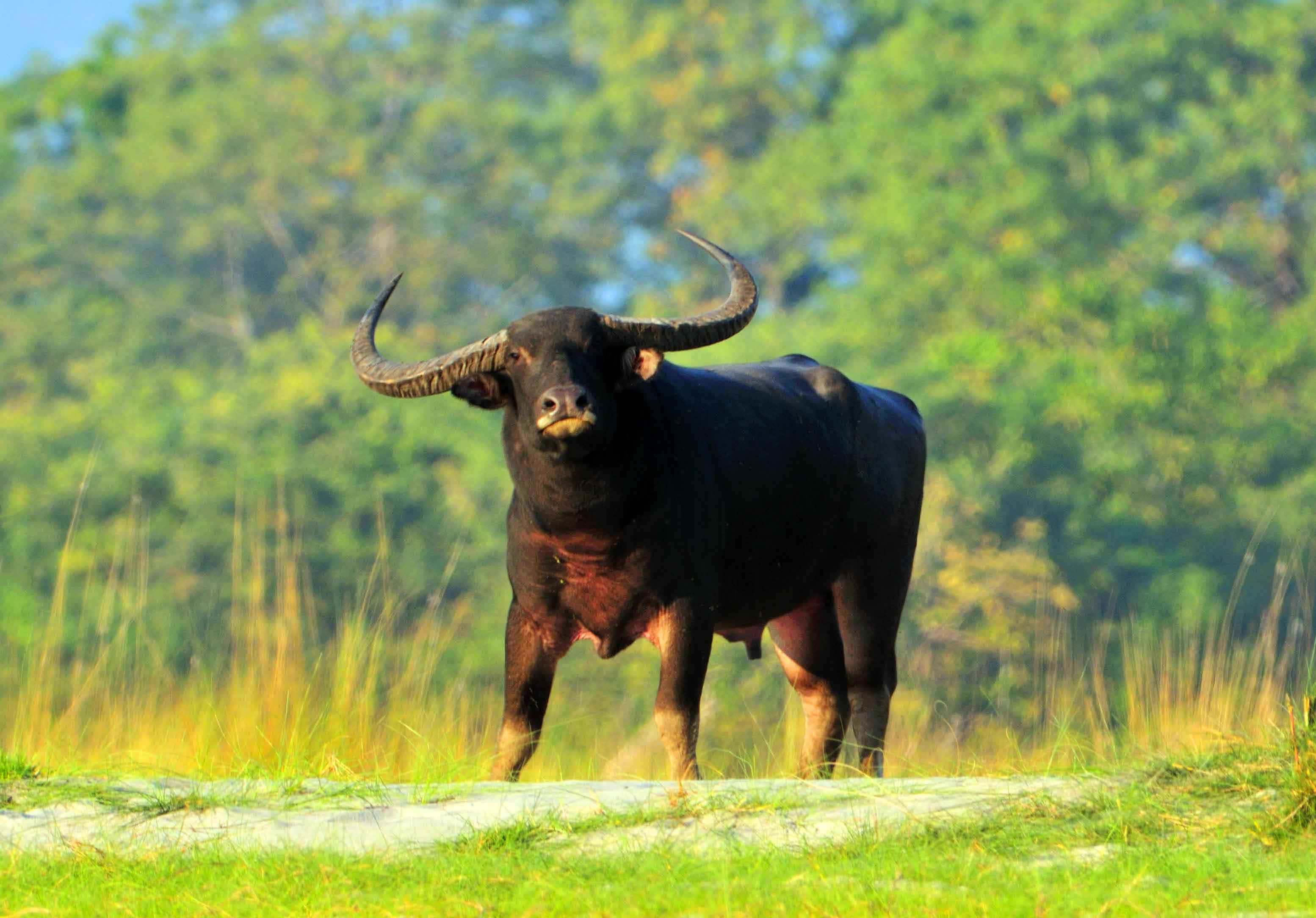 Water Buffalo 桌布 壁紙 — 一頭強壯的黑色水牛，長著彎曲的角，警覺地站在陽光明媚的草地上，後面有綠樹。
