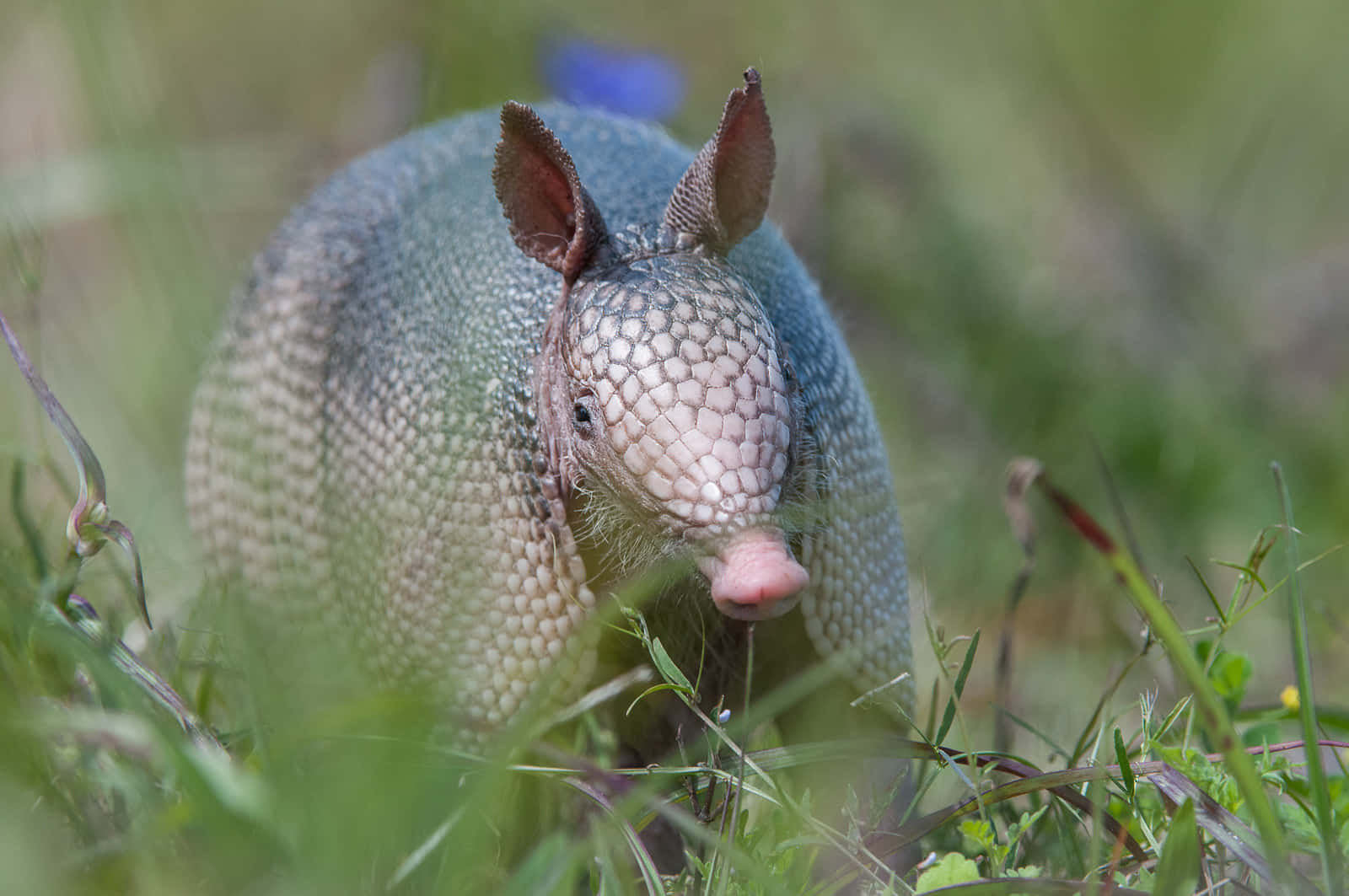 armadillo 桌布 壁紙 — 一隻犰狳在綠色草叢中探出頭來的特寫，背景柔和自然。