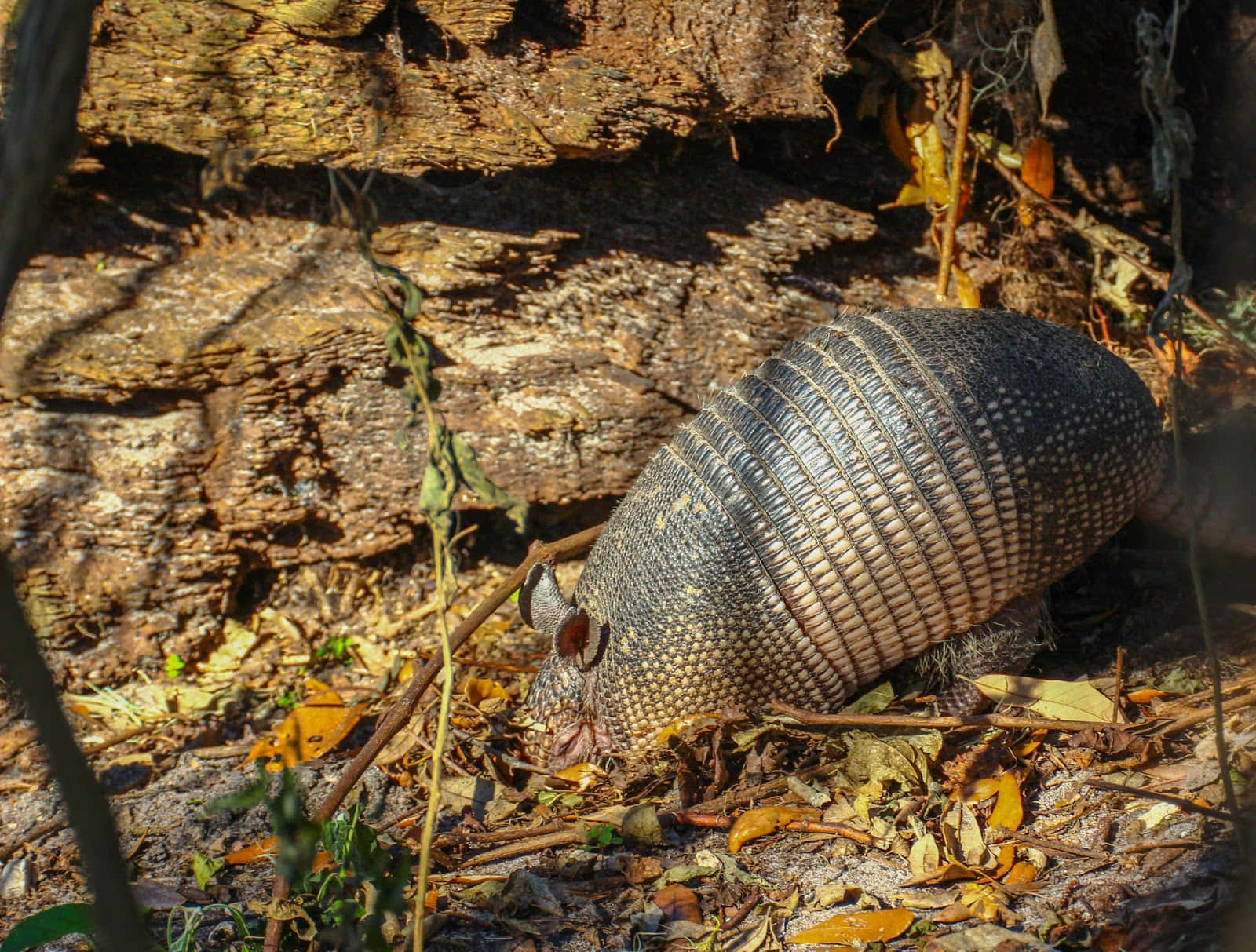 armadillo 桌布 壁紙 — 一隻犰狳在風化的木頭底部，在斑駁的陽光下，在落葉和樹枝之間覓食。