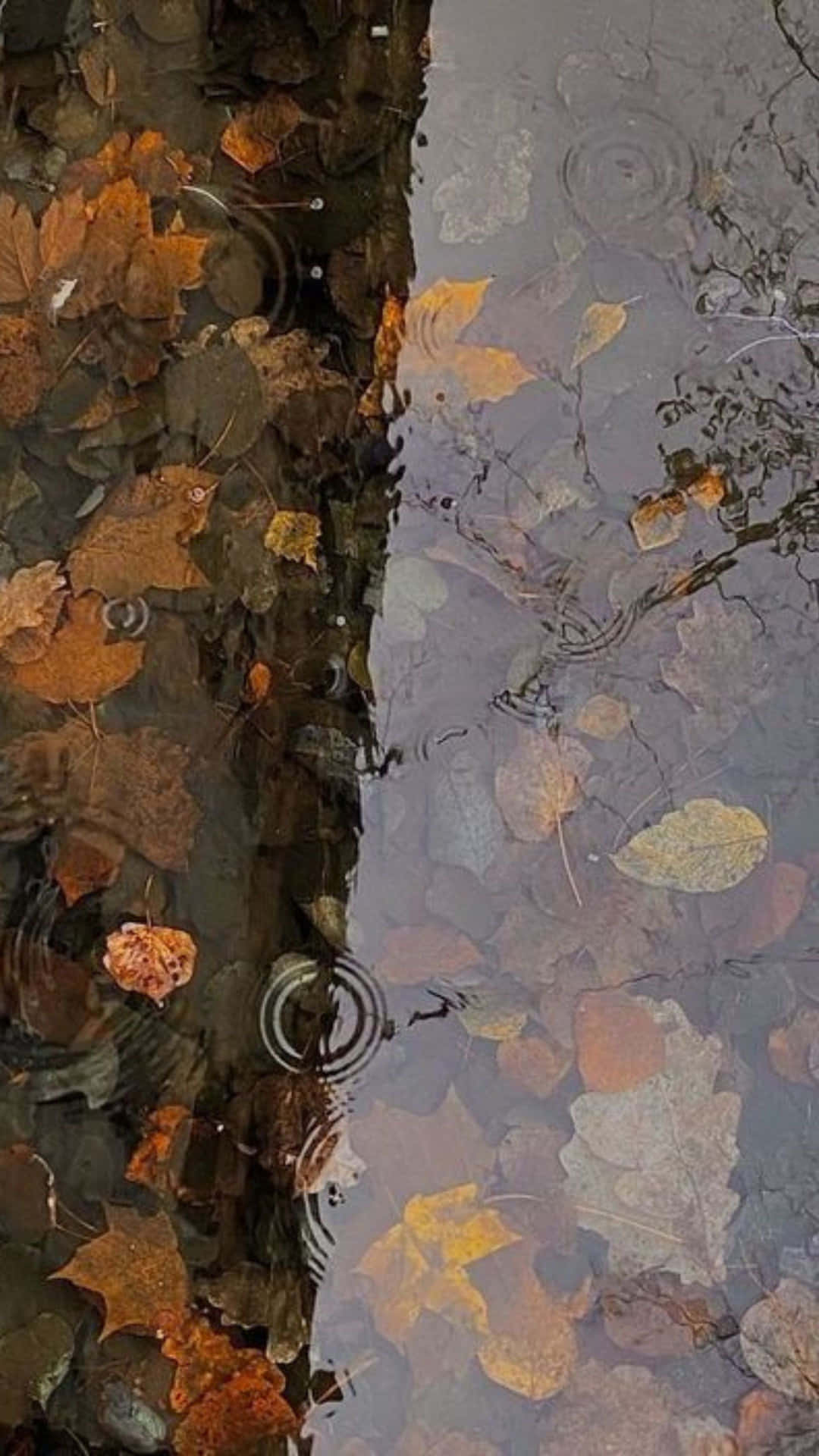  壁紙 — 雨滴在淺溪中泛起漣漪，映照出溫暖琥珀色和冷灰色調的秋葉。