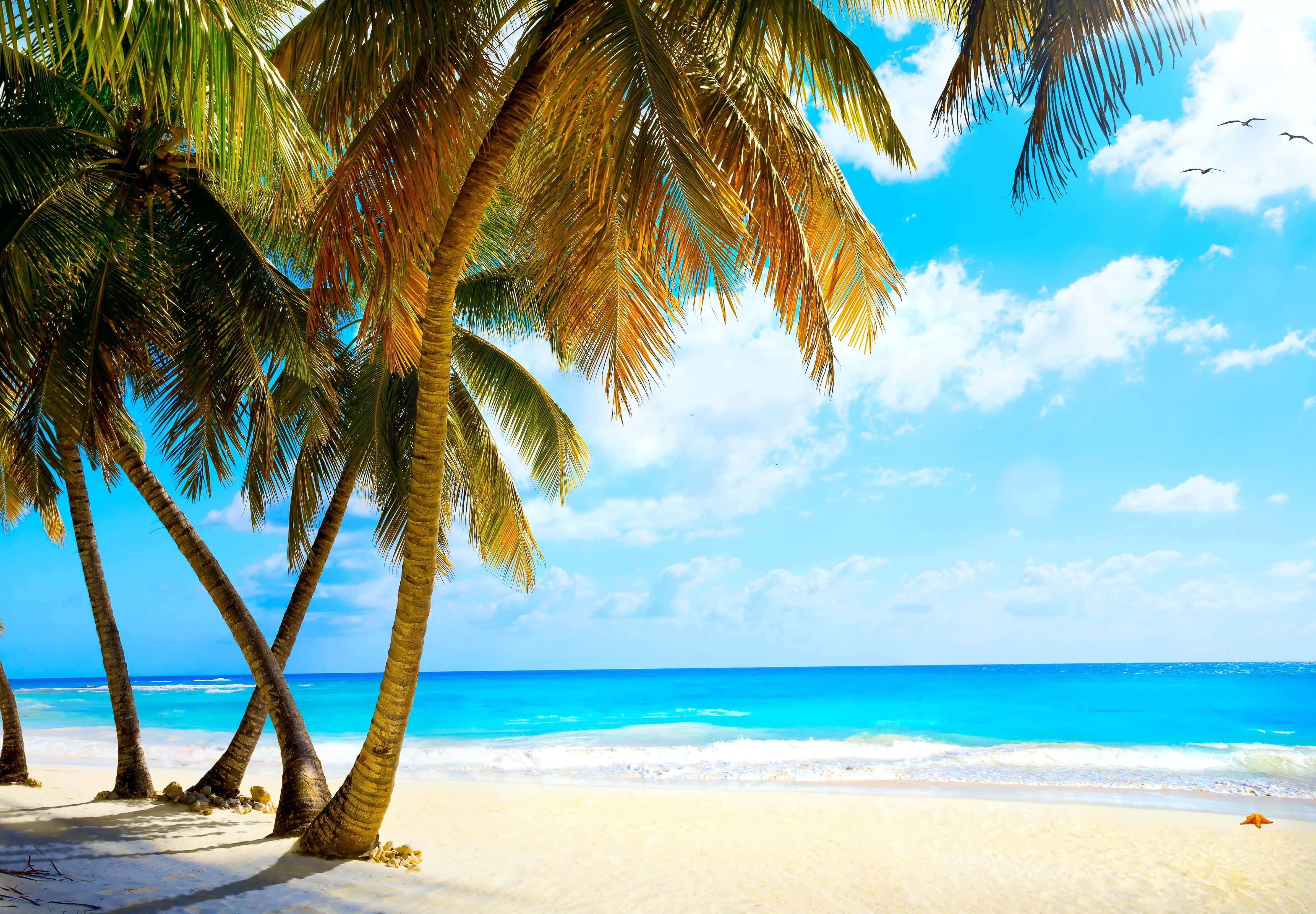Beach Getaway 桌布 壁紙 — 熱帶天堂，棕櫚樹搖曳，在白色沙灘上投下陰影，旁邊是碧綠海洋，上方是明亮的藍天。