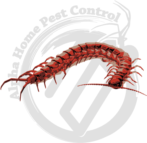 Logo Design 桌布 壁紙 — Alpha Home Pest Control 的醒目紅色蜈蚣標誌，置於深灰色圓形徽章上，帶有風格化的昆蟲輪廓。
