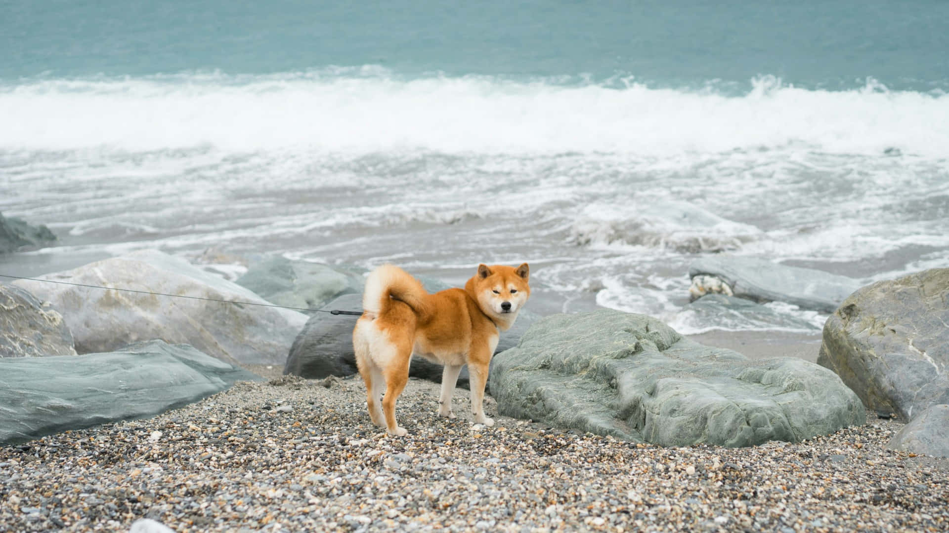  壁紙 — 一隻紅色柴犬警覺地站在鵝卵石海灘上，身後海浪拍打灰色岩石。